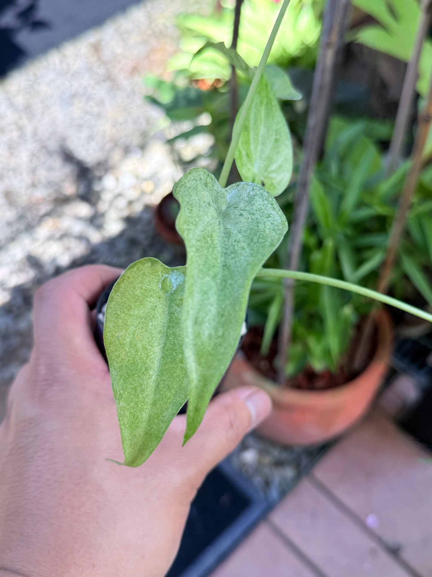 Alocasia cucullata 'Mint' M69