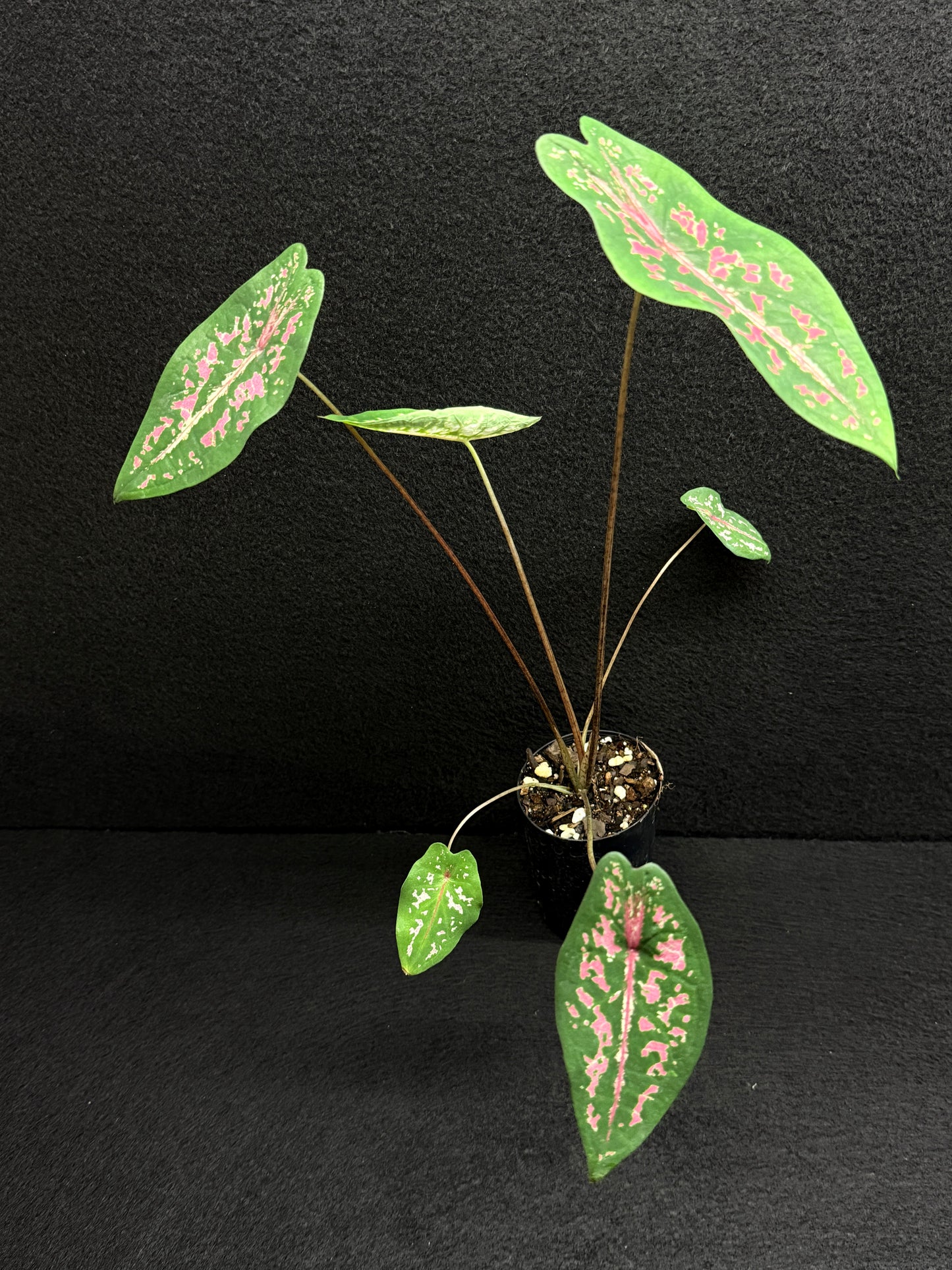 Caladium Picturatum - Best Pick of the Crop!