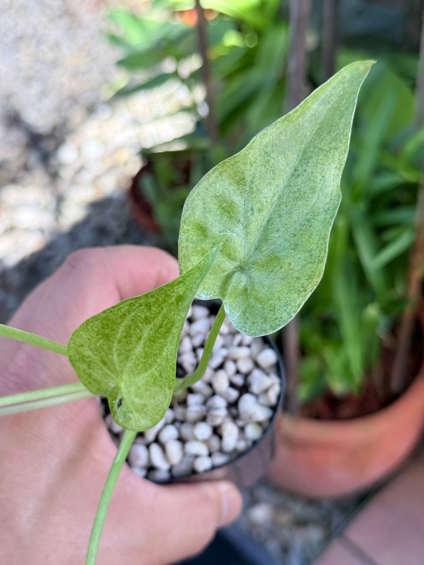 Alocasia cucullata 'Mint' M69
