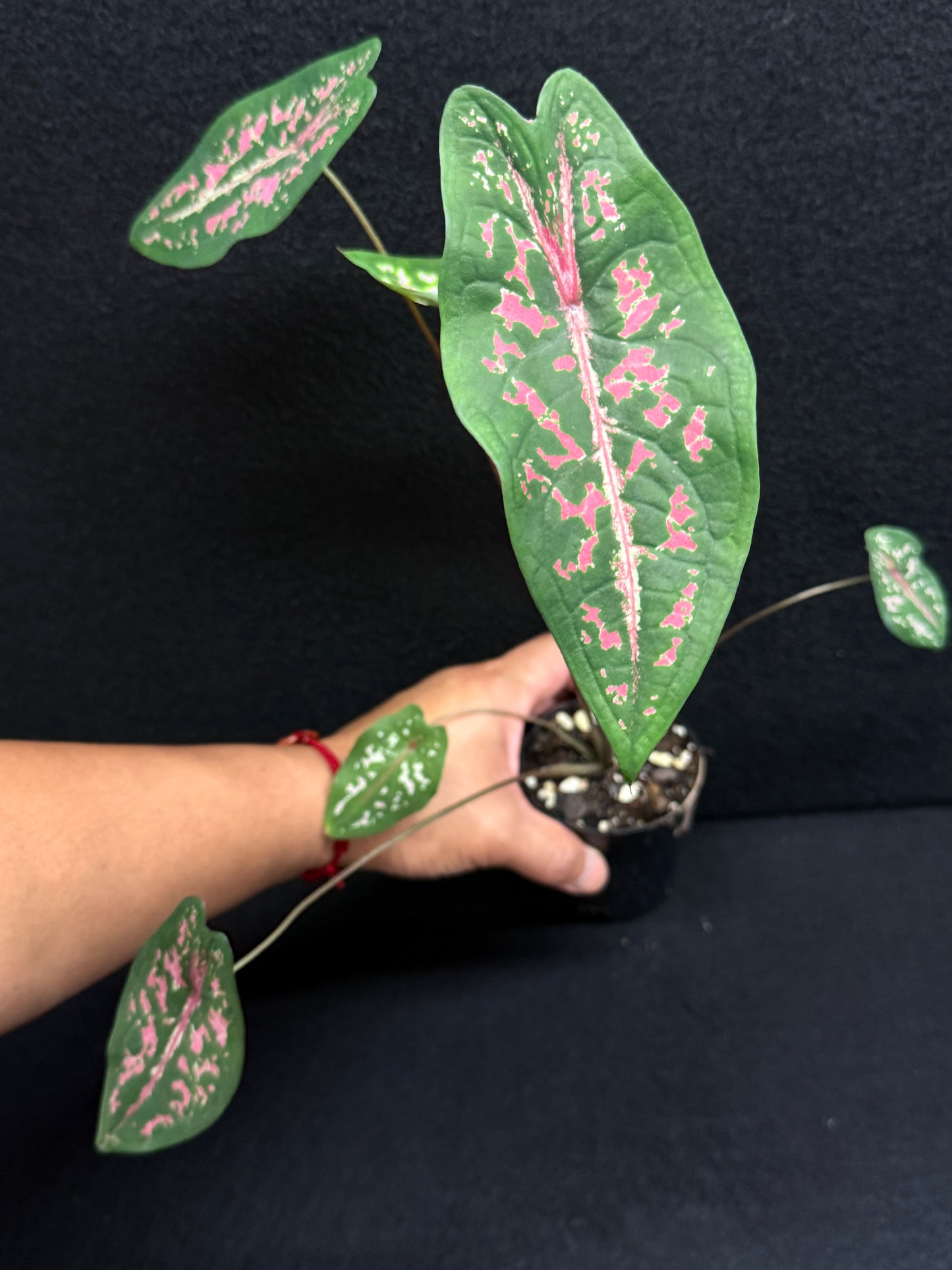 Caladium Picturatum - Best Pick of the Crop!