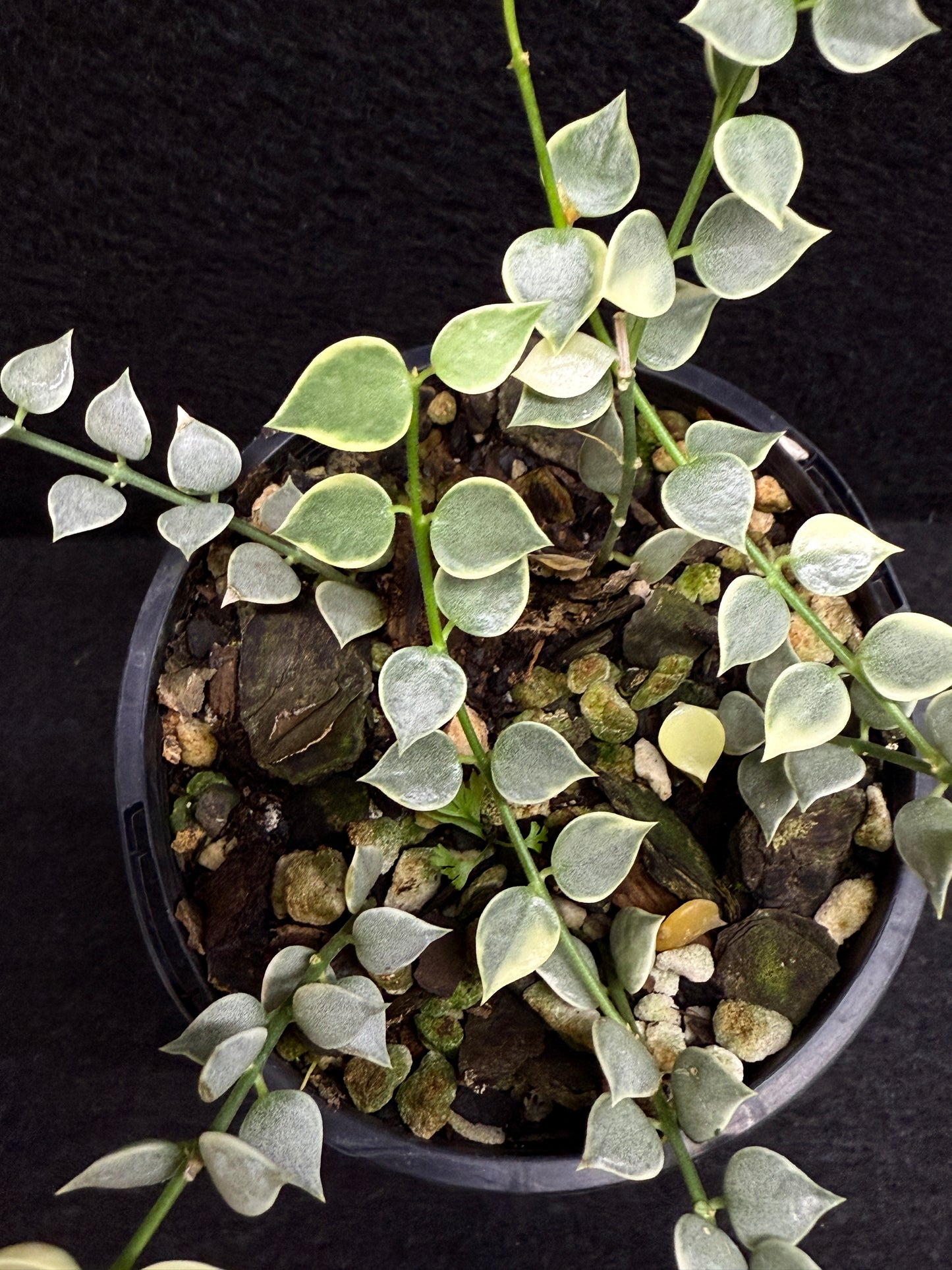 Dischidia ruscifolia variegata - Million Hearts - Best Pick of the Crop!