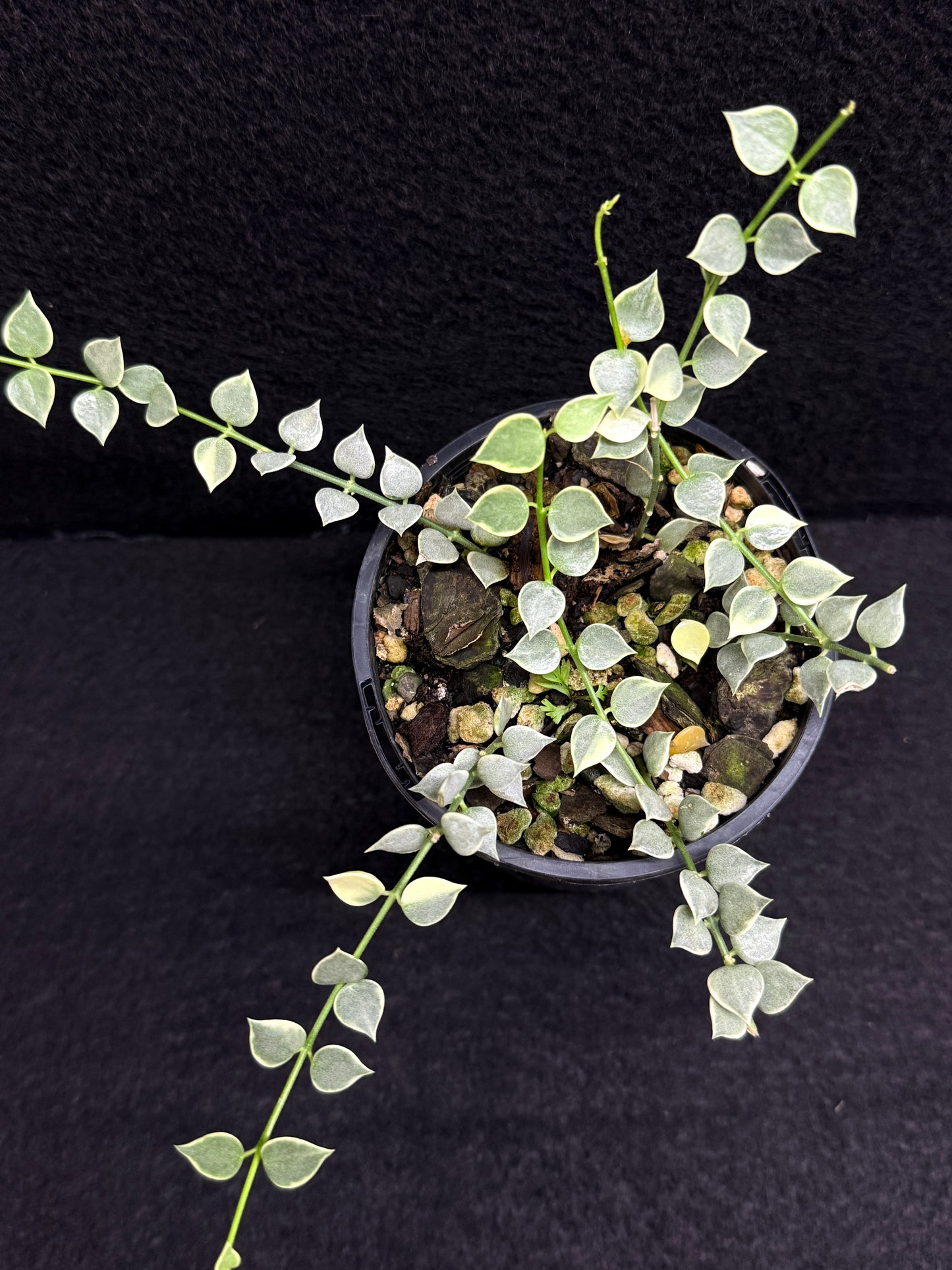 Dischidia ruscifolia variegata - Million Hearts - Best Pick of the Crop!