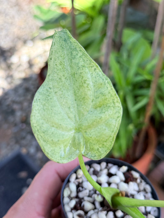 Alocasia cucullata 'Mint' M70