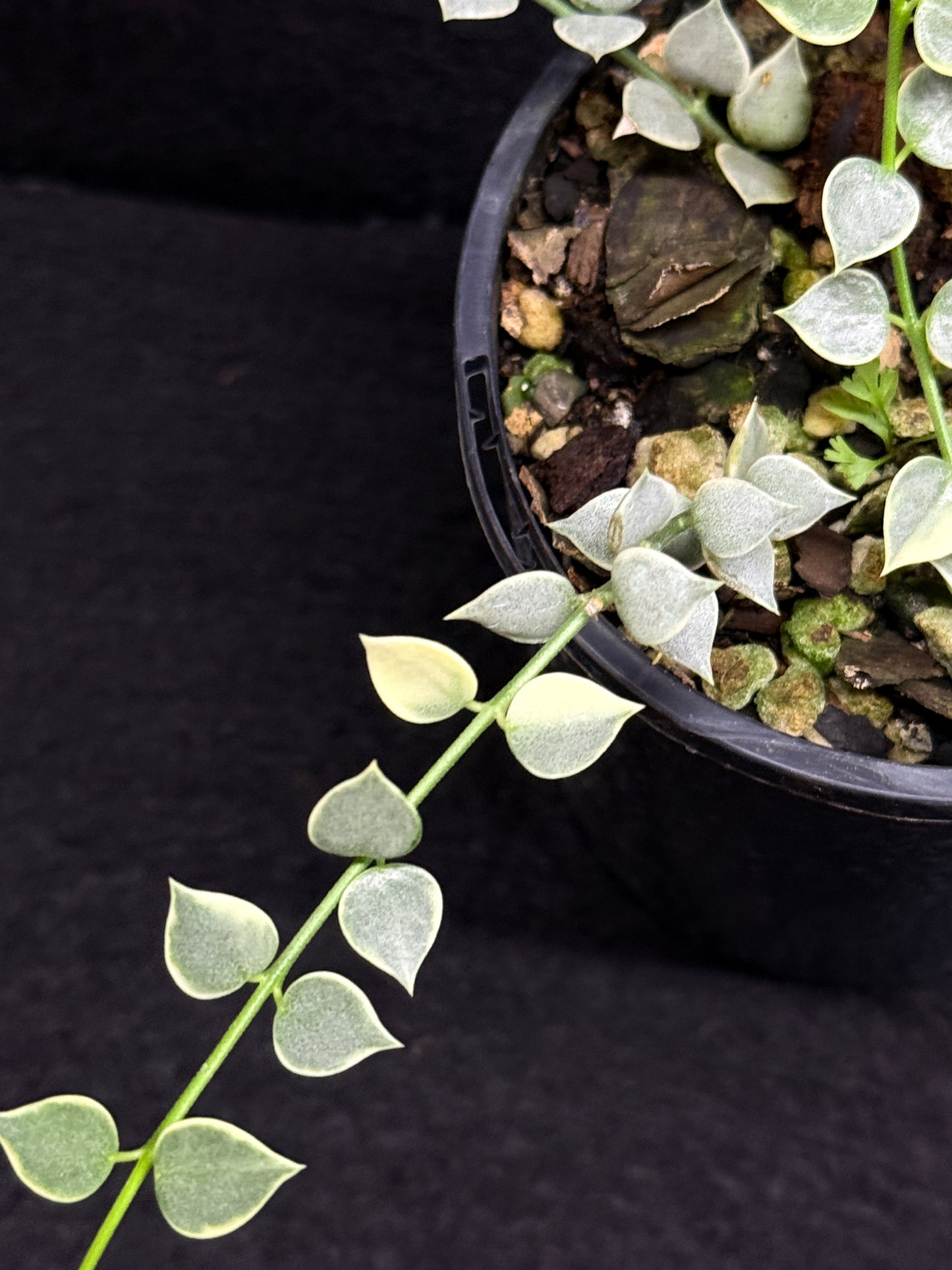 Dischidia ruscifolia variegata - Million Hearts - Best Pick of the Crop!