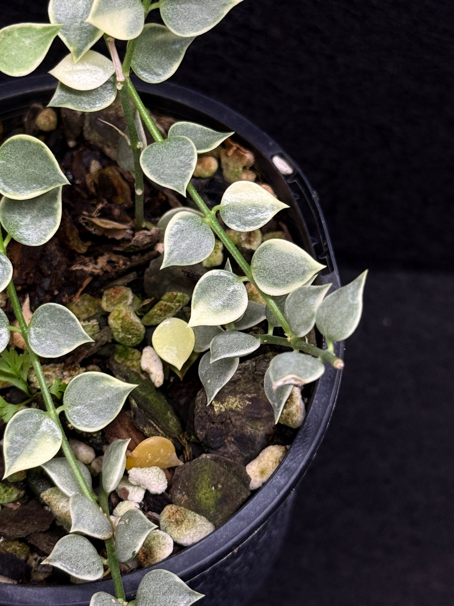 Dischidia ruscifolia variegata - Million Hearts - Best Pick of the Crop!