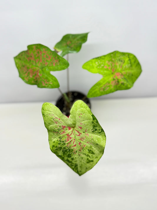 Caladium NOID A45