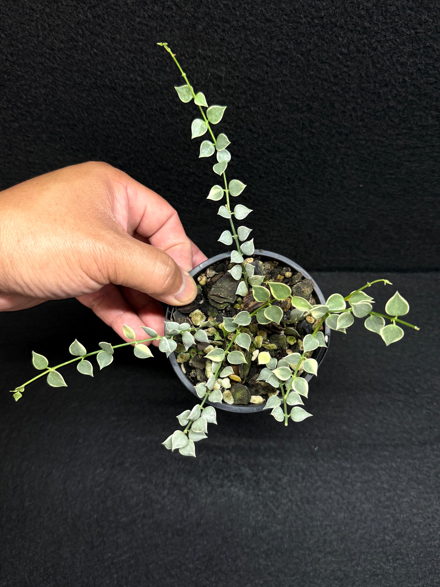 Dischidia ruscifolia variegata - Million Hearts - Best Pick of the Crop!