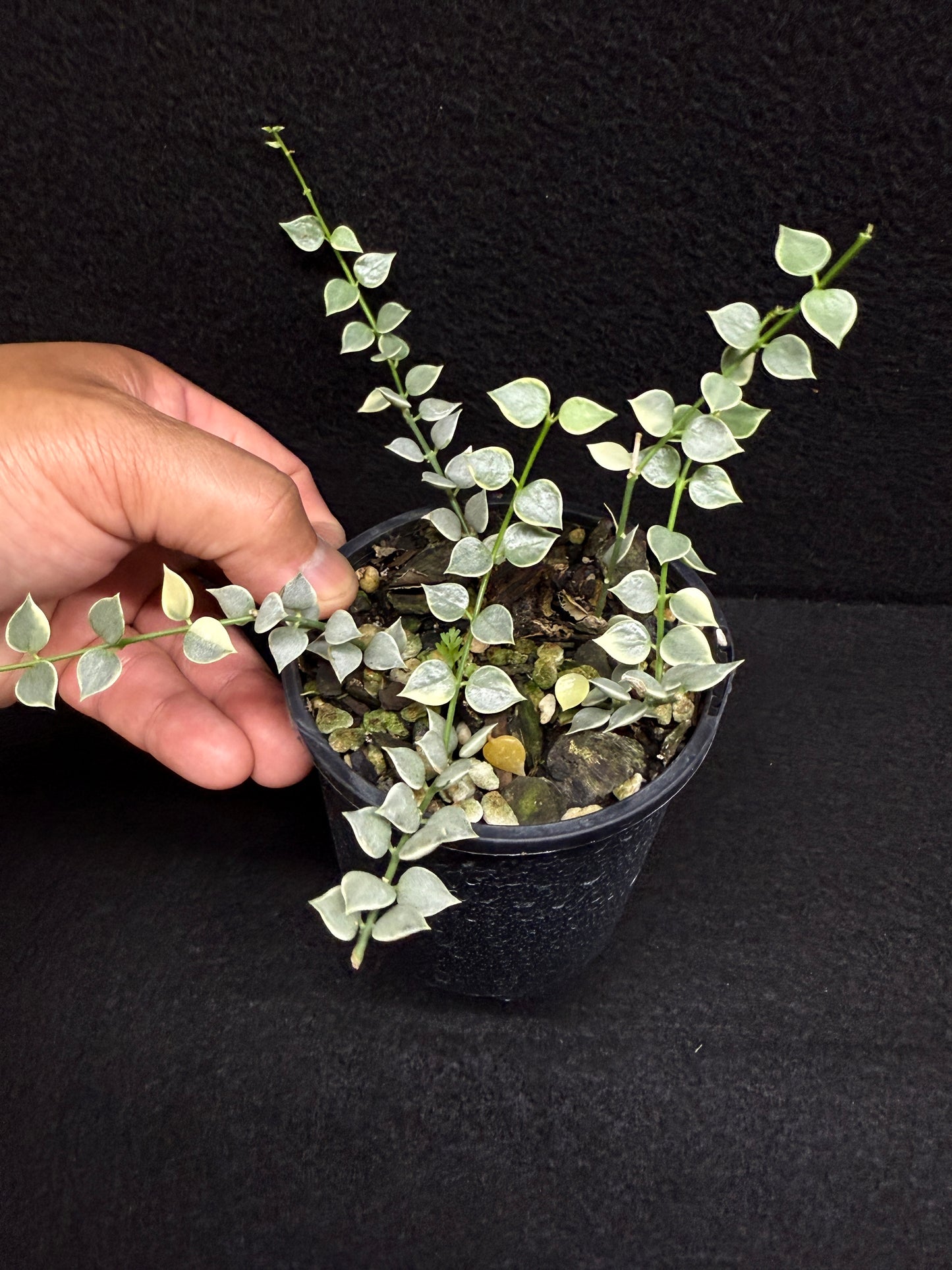 Dischidia ruscifolia variegata - Million Hearts - Best Pick of the Crop!