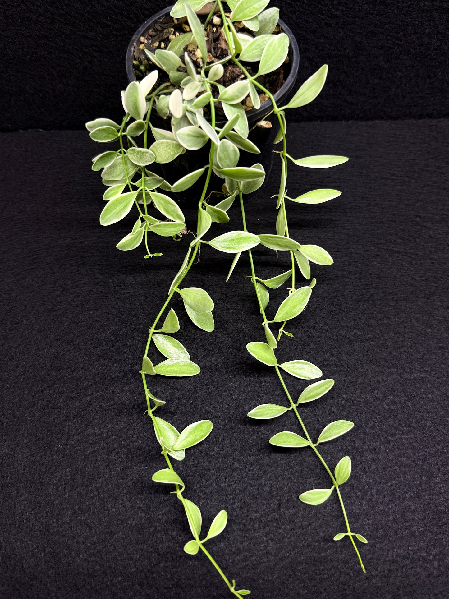 Dischidia oiantha variegata - Best Pick of the Crop!