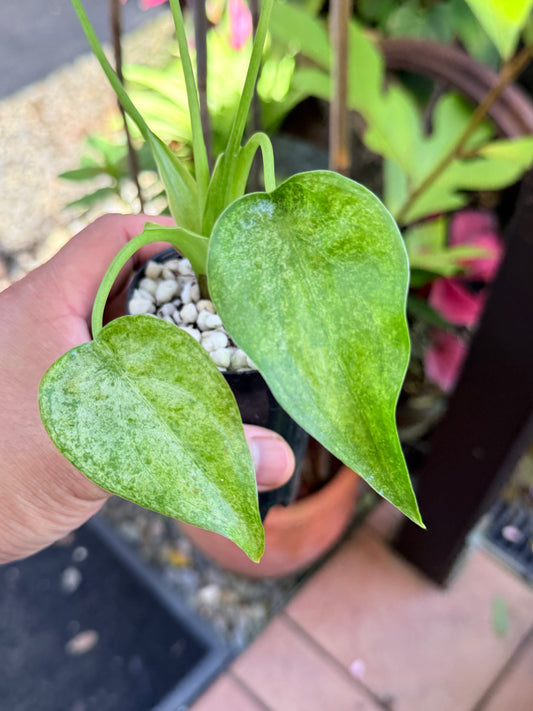 Alocasia cucullata 'Mint' M71