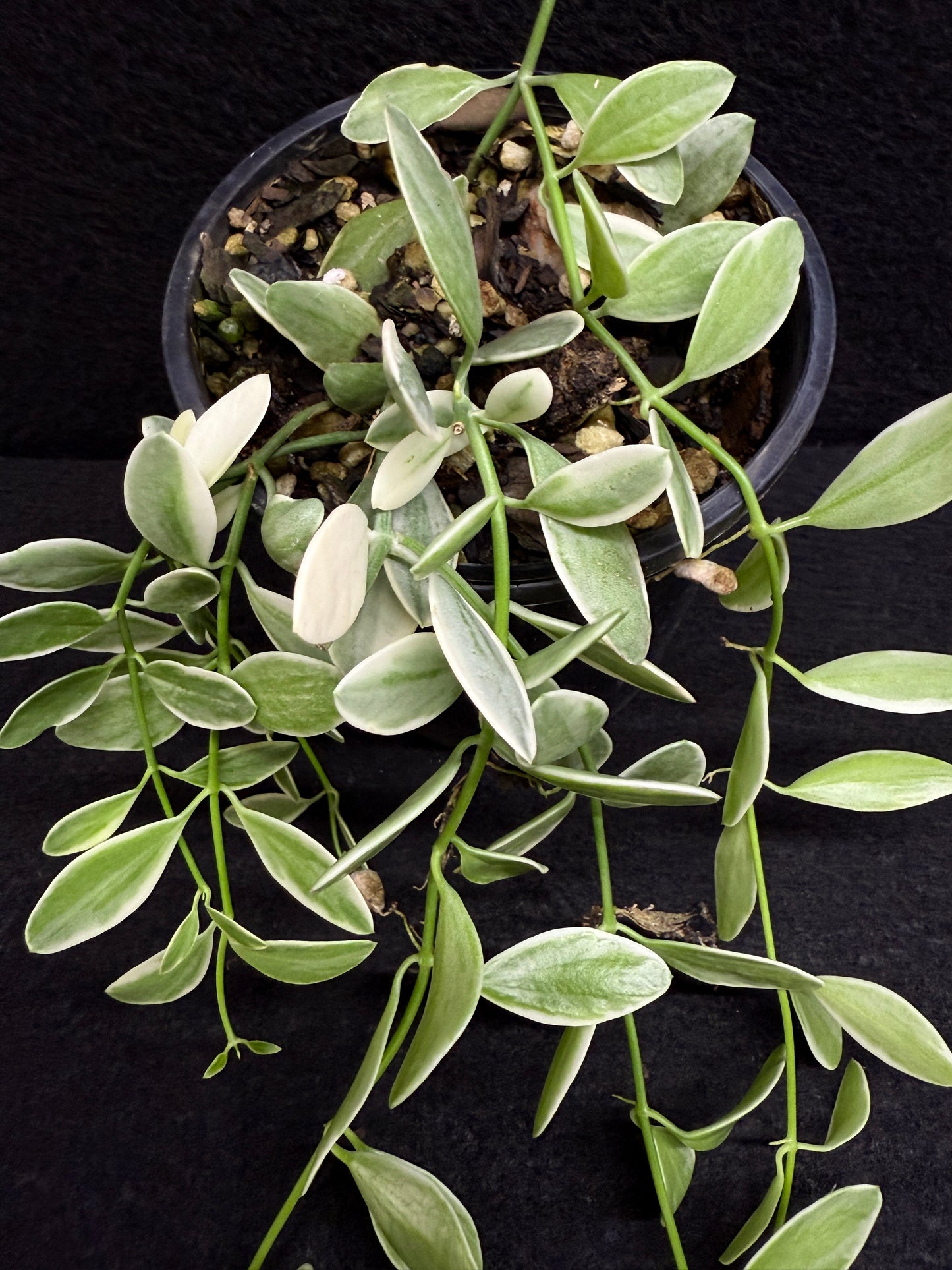 Dischidia oiantha variegata - Best Pick of the Crop!