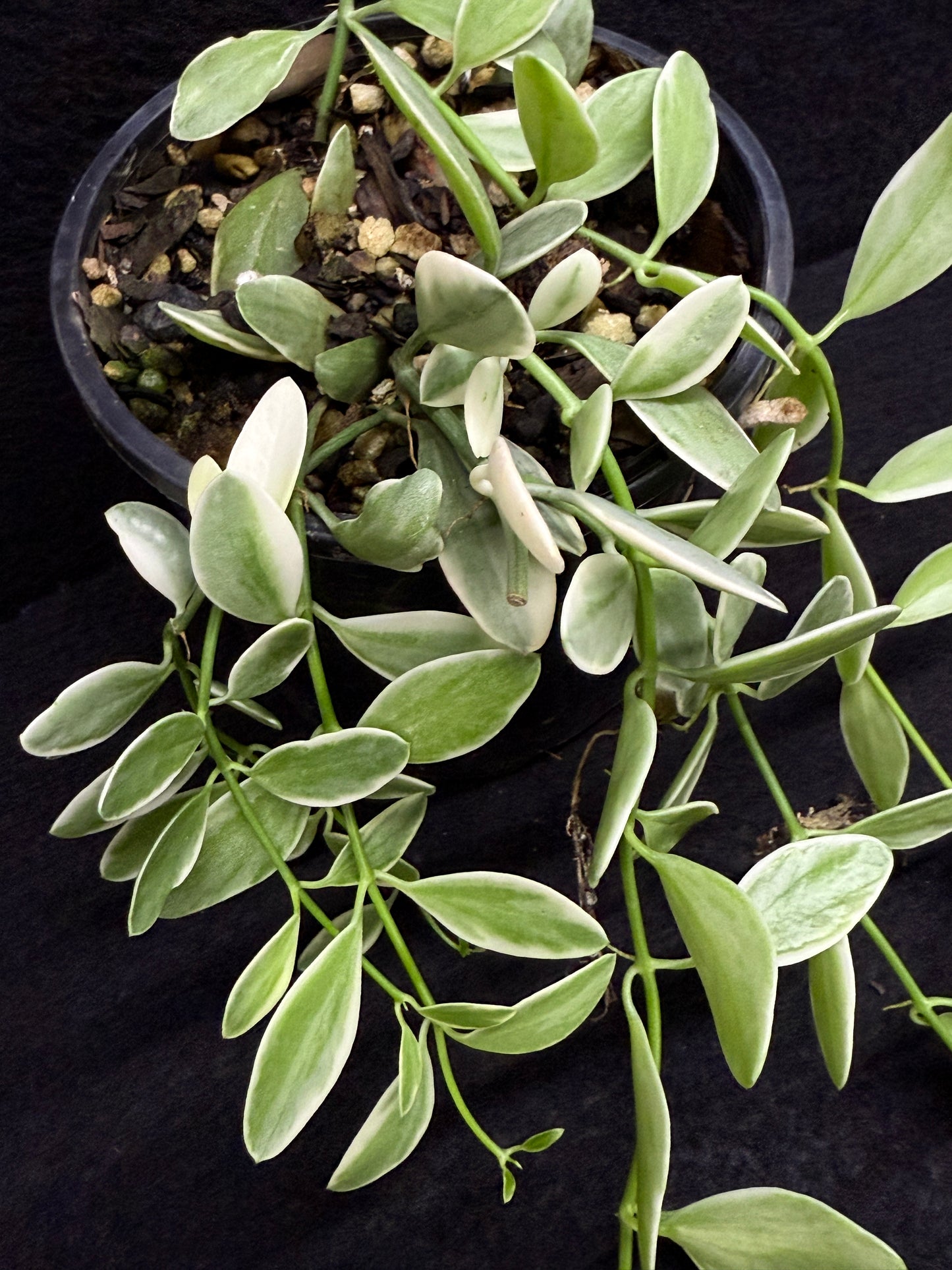 Dischidia oiantha variegata - Best Pick of the Crop!