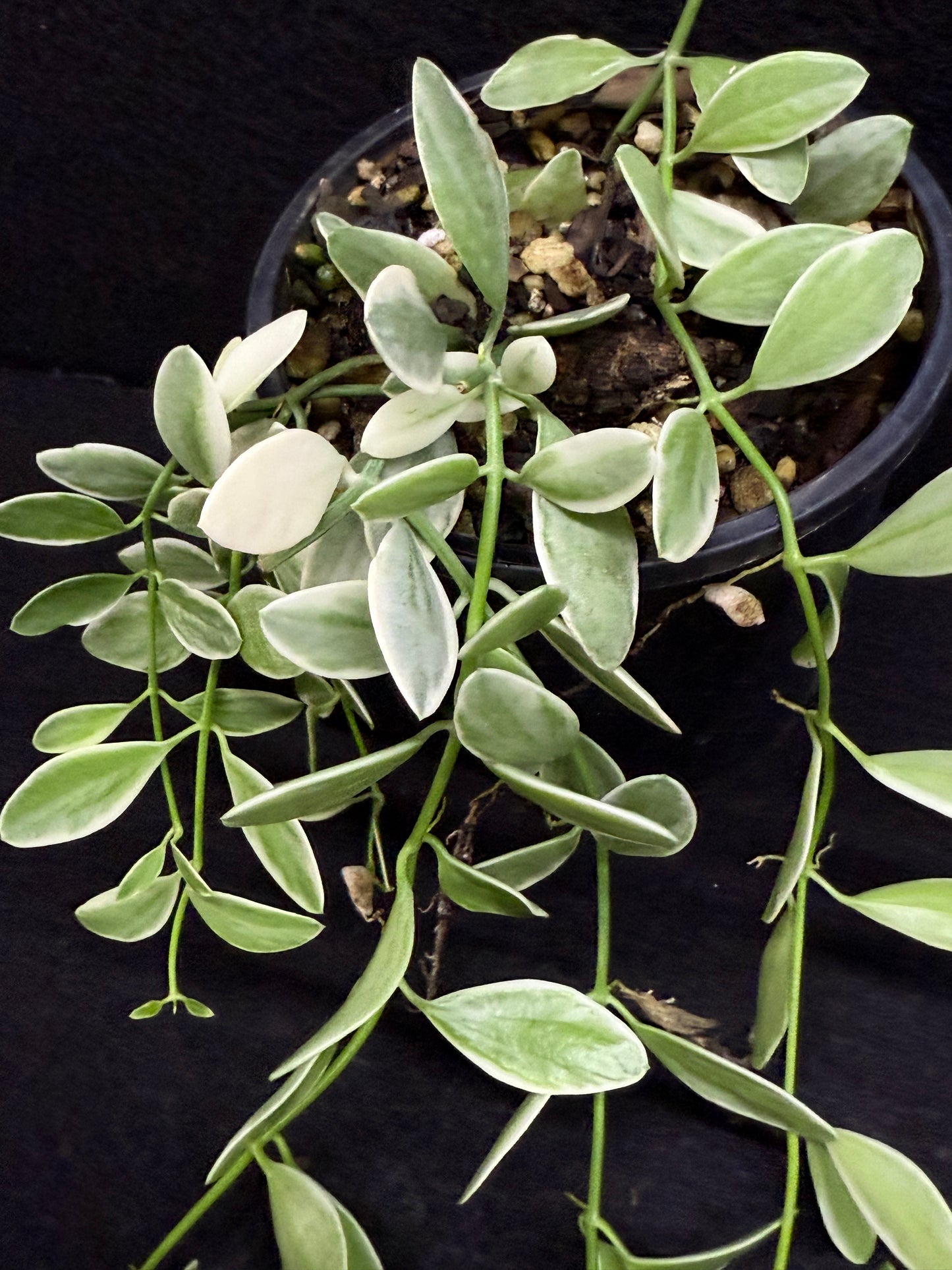 Dischidia oiantha variegata - Best Pick of the Crop!