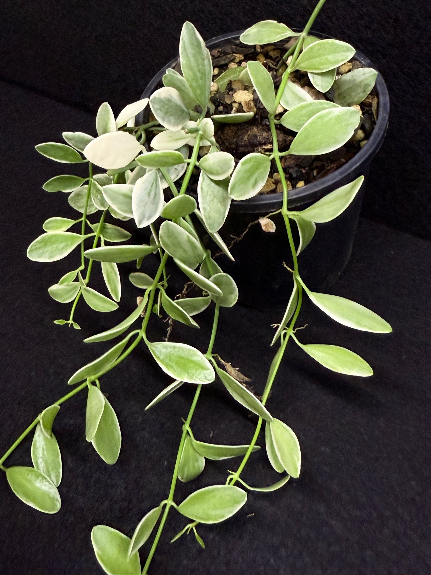 Dischidia oiantha variegata - Best Pick of the Crop!