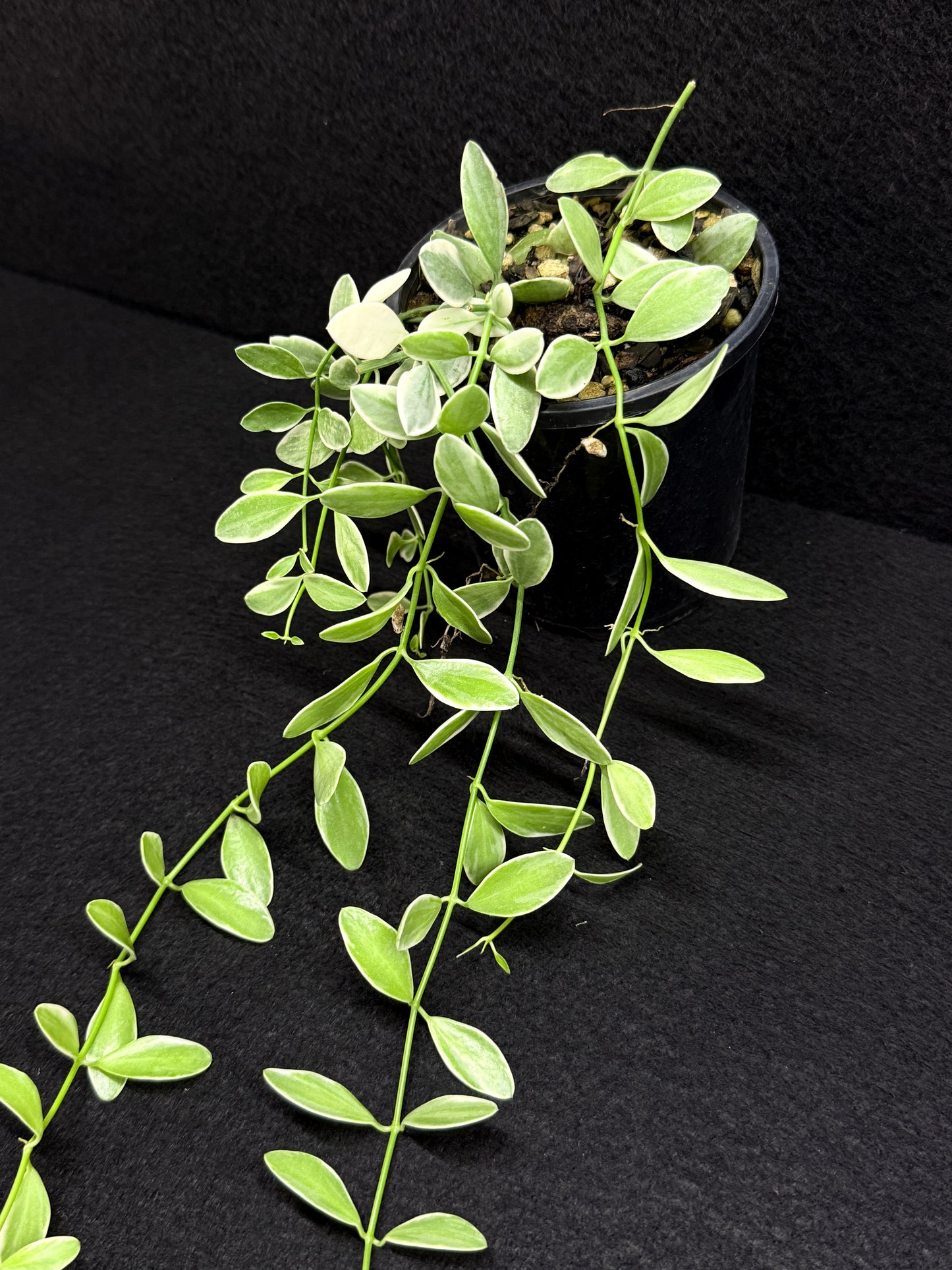 Dischidia oiantha variegata - Best Pick of the Crop!