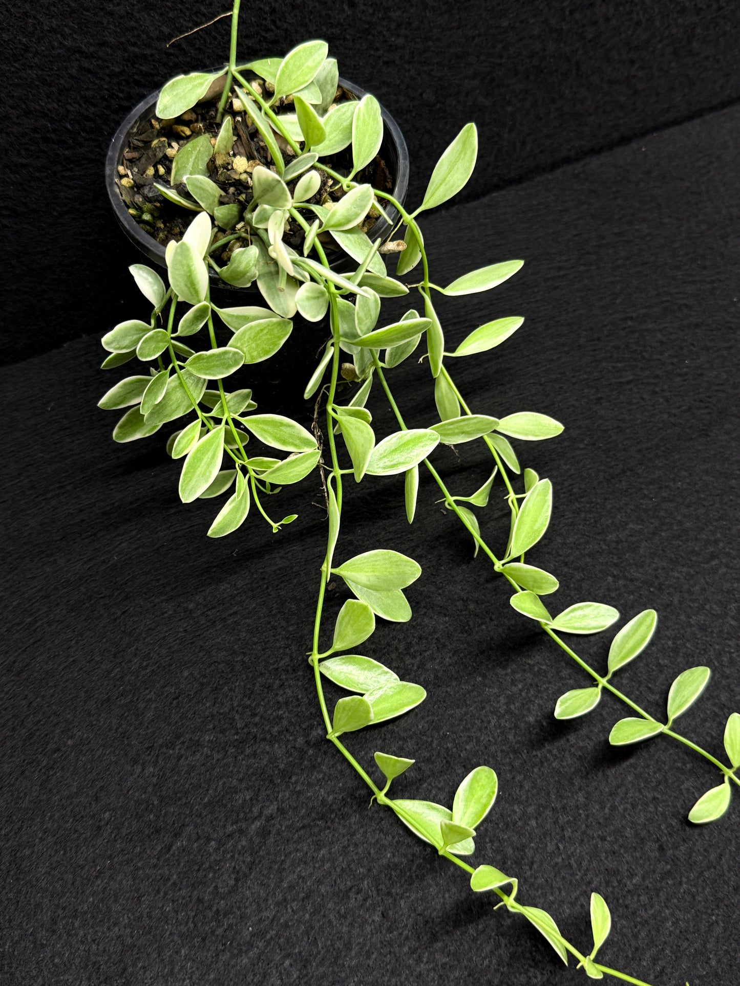 Dischidia oiantha variegata - Best Pick of the Crop!