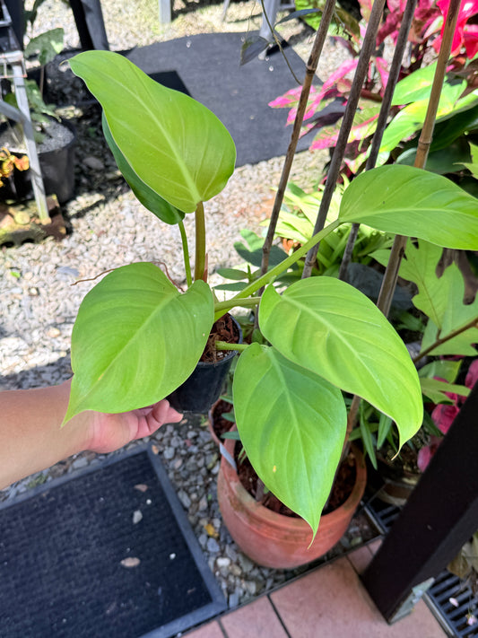 Philodendron 'Melinonii Gold' - Large M56