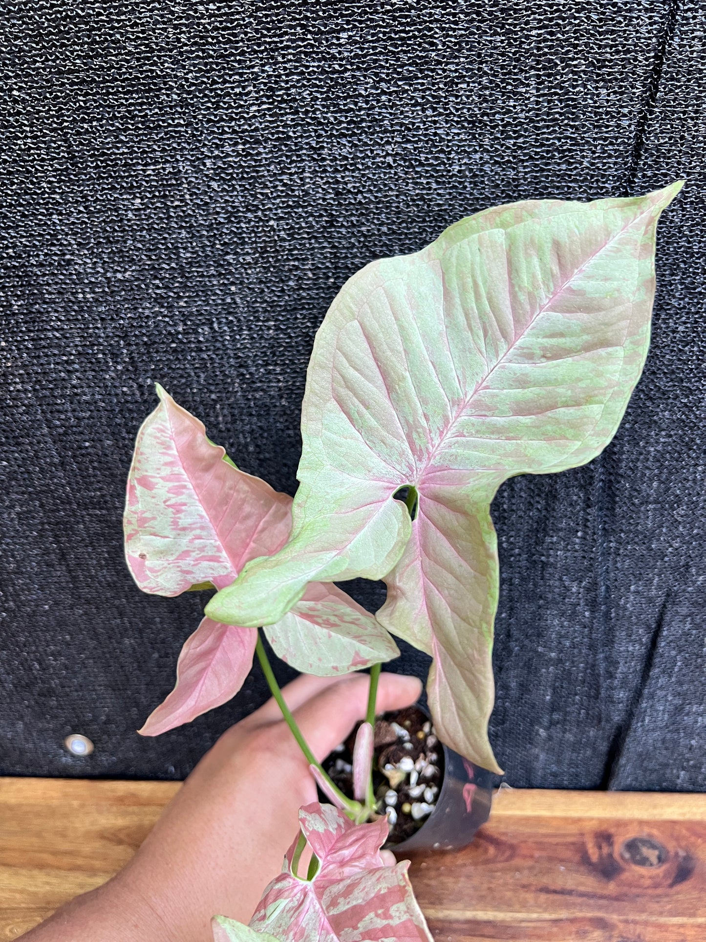 Syngonium 'Milk Confetti' NONTC A57