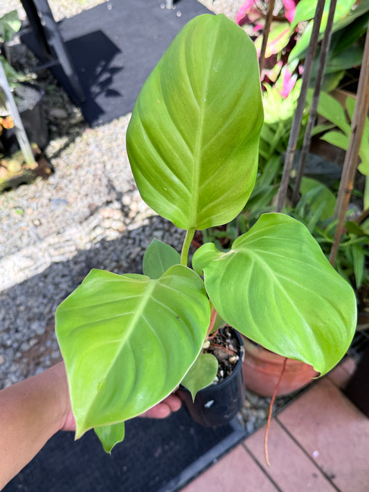 Philodendron 'Melinonii Gold' M58