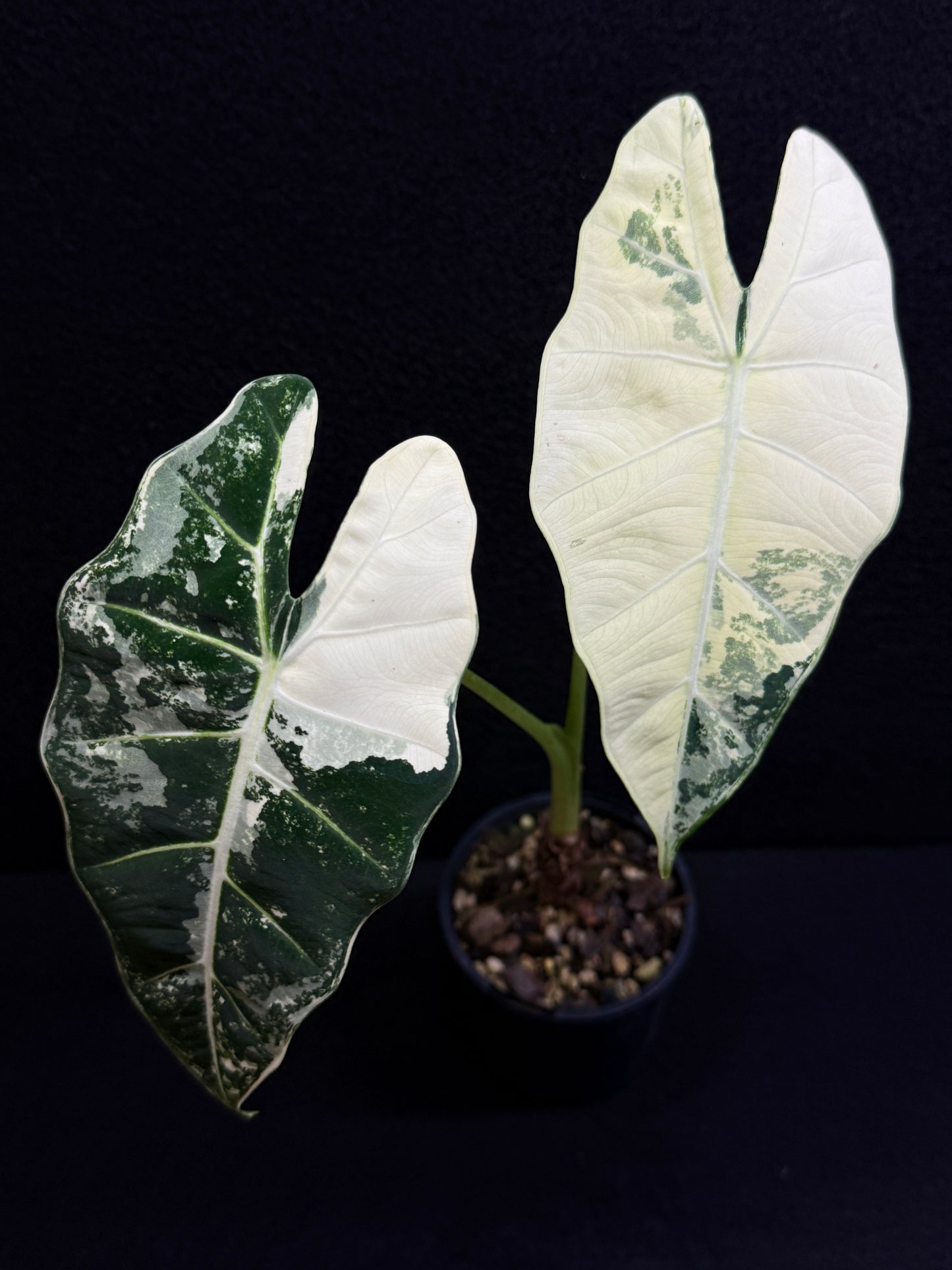 Alocasia Frydek Variegata Z2