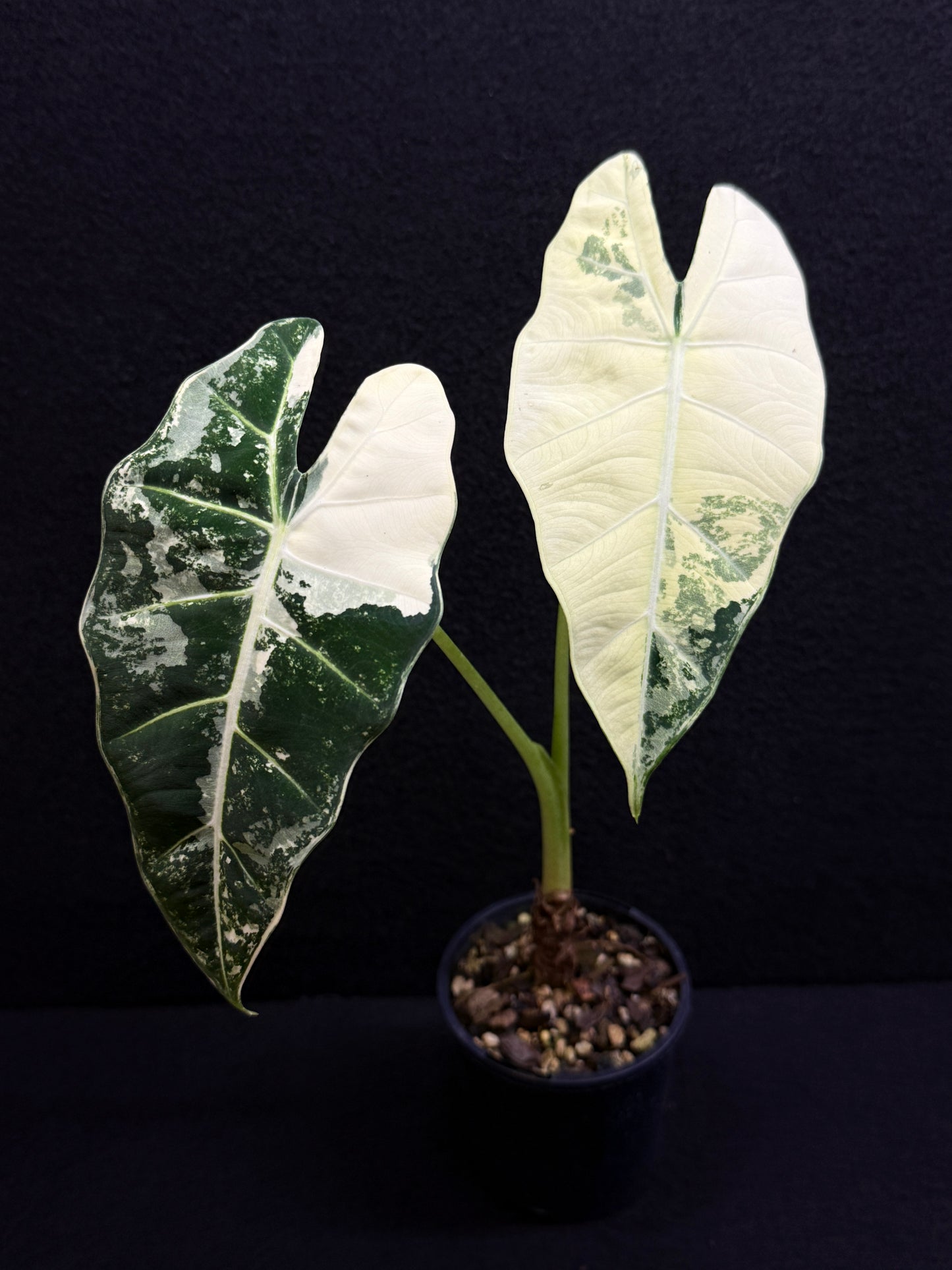Alocasia Frydek Variegata Z2