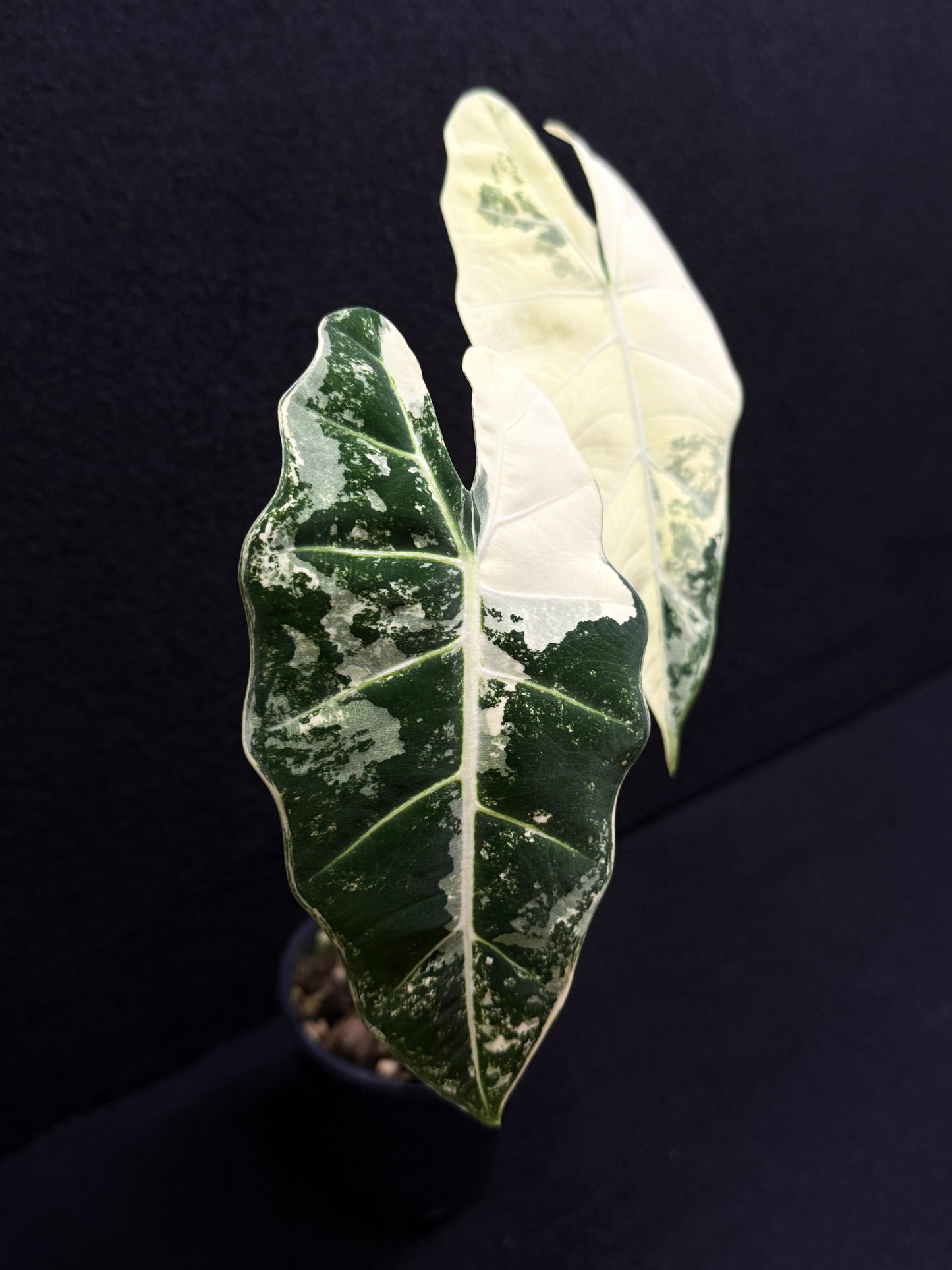 Alocasia Frydek Variegata Z2