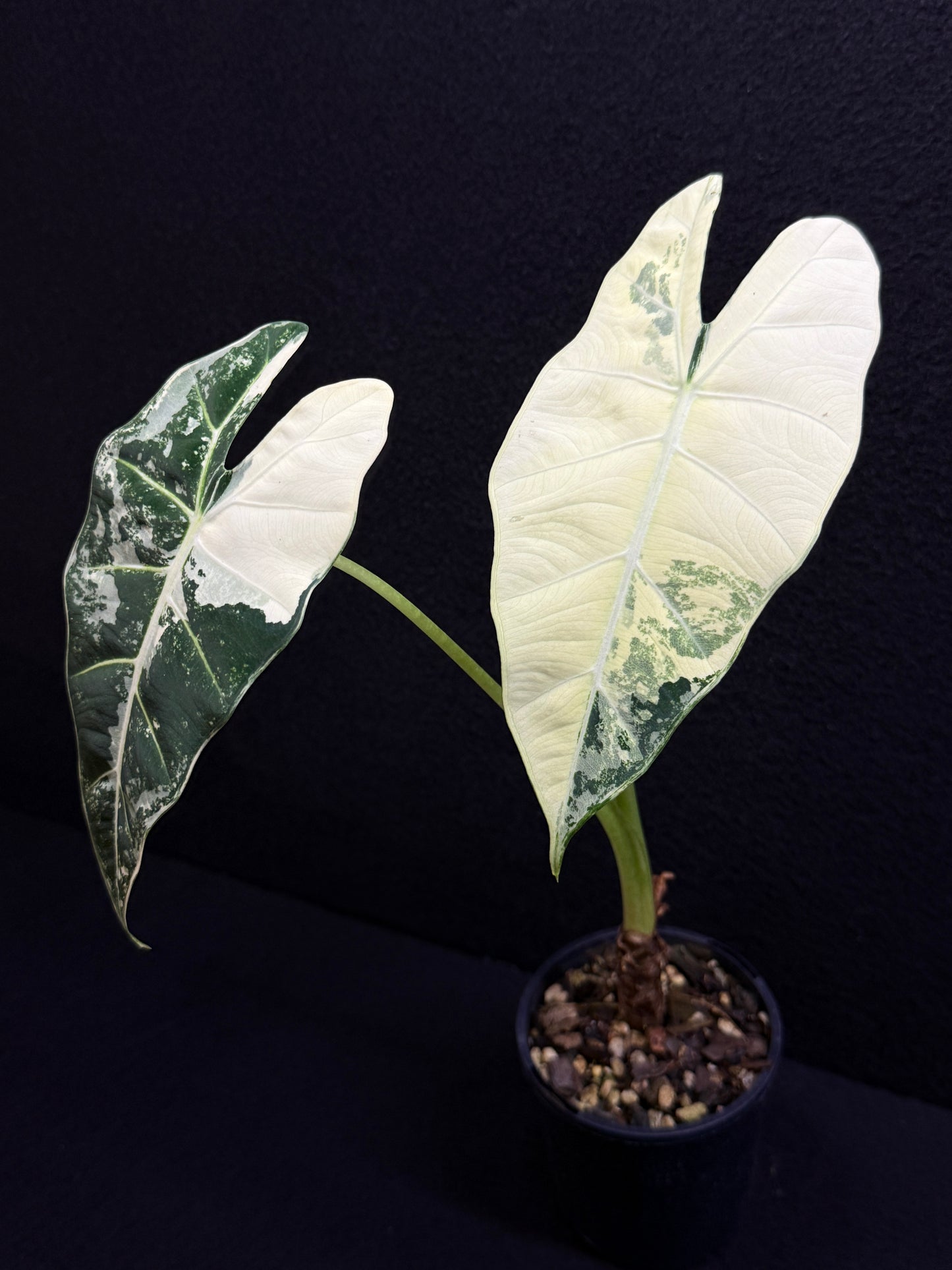 Alocasia Frydek Variegata Z2