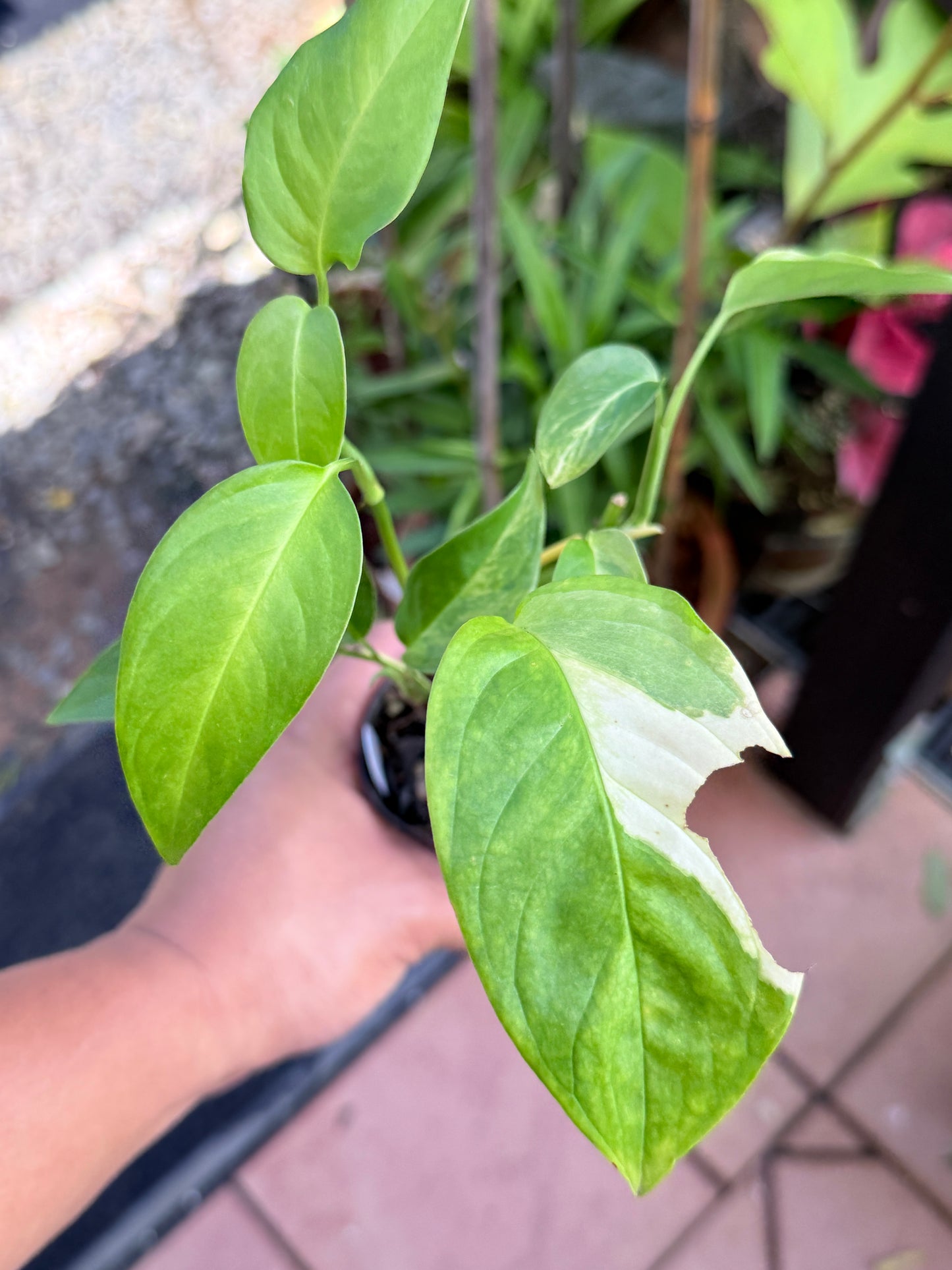 Monstera Laniata 'Smokey Variegated' M73