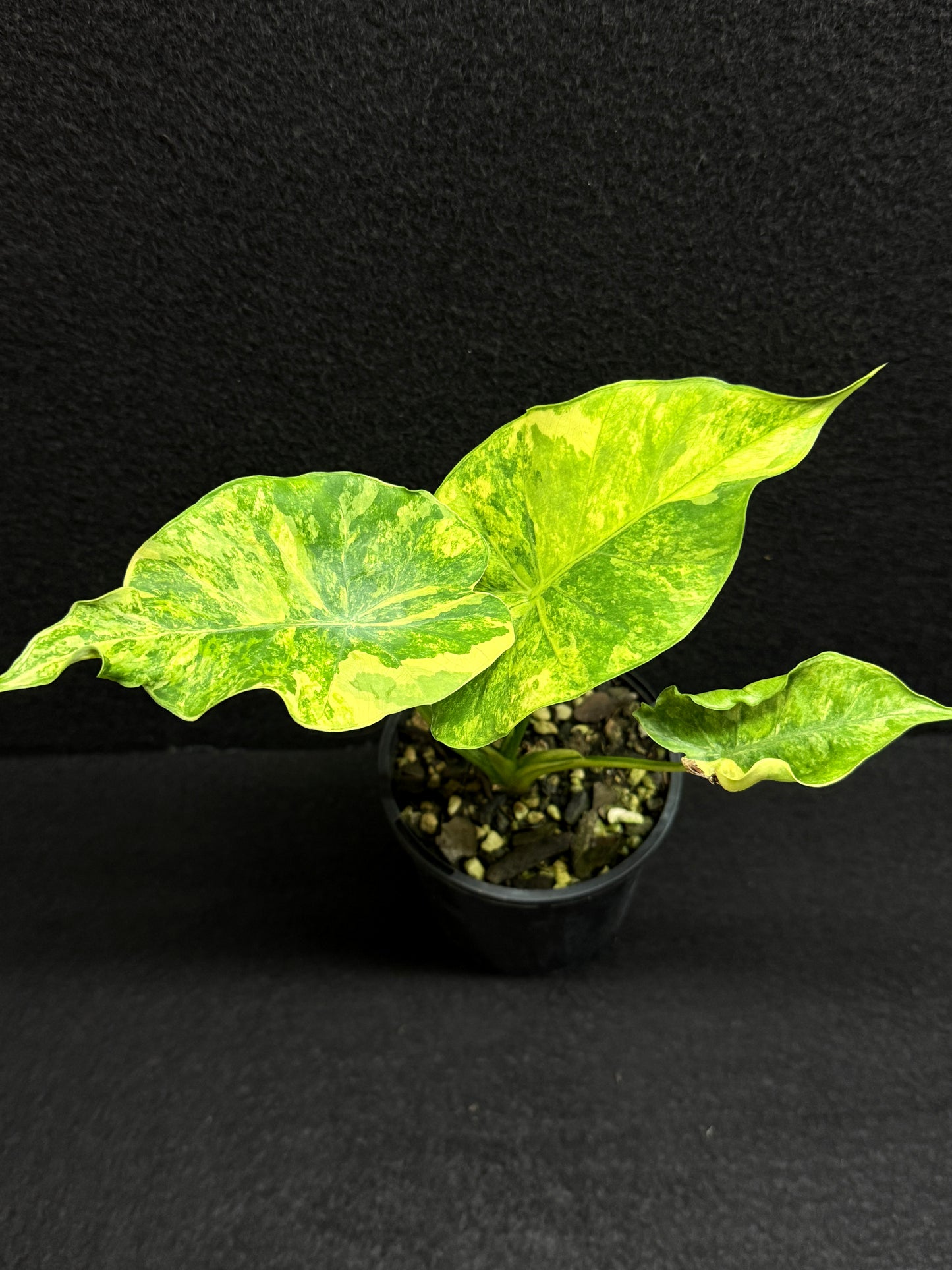 Alocasia Gageana Aurea F17