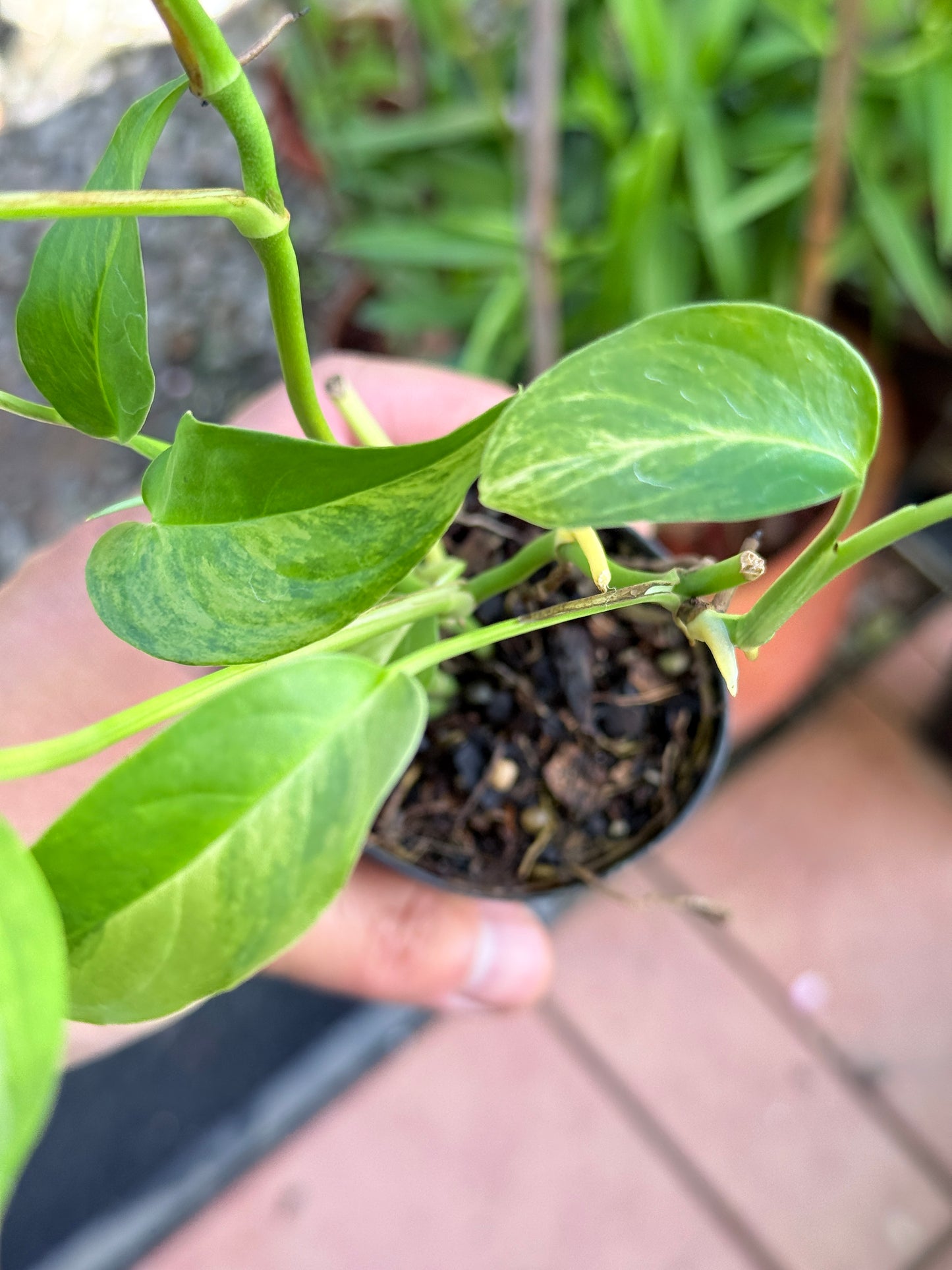 Monstera Laniata 'Smokey Variegated' M73