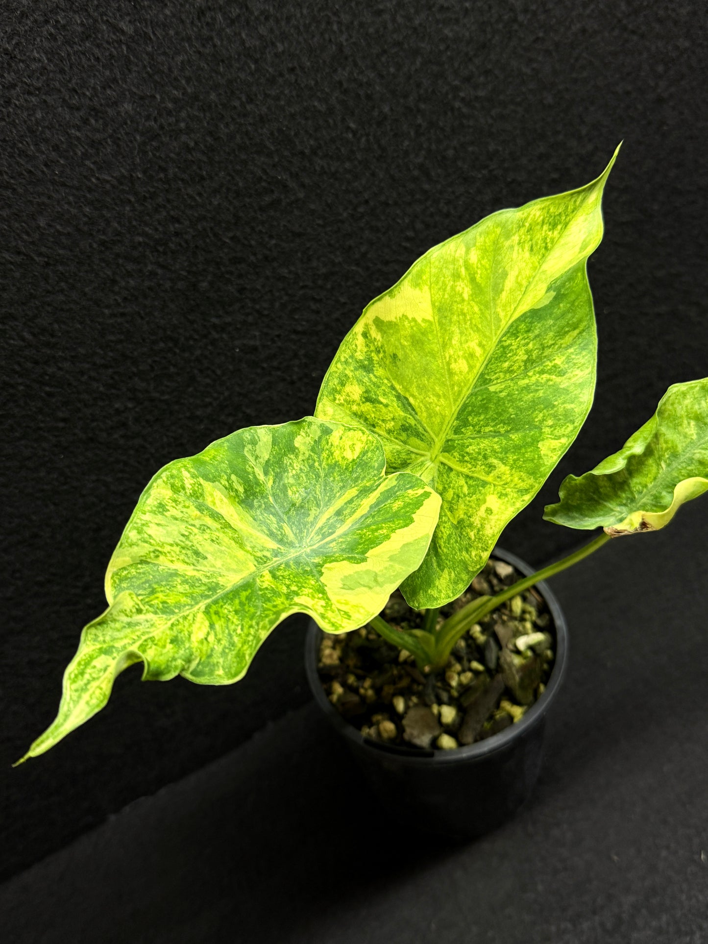 Alocasia Gageana Aurea F17