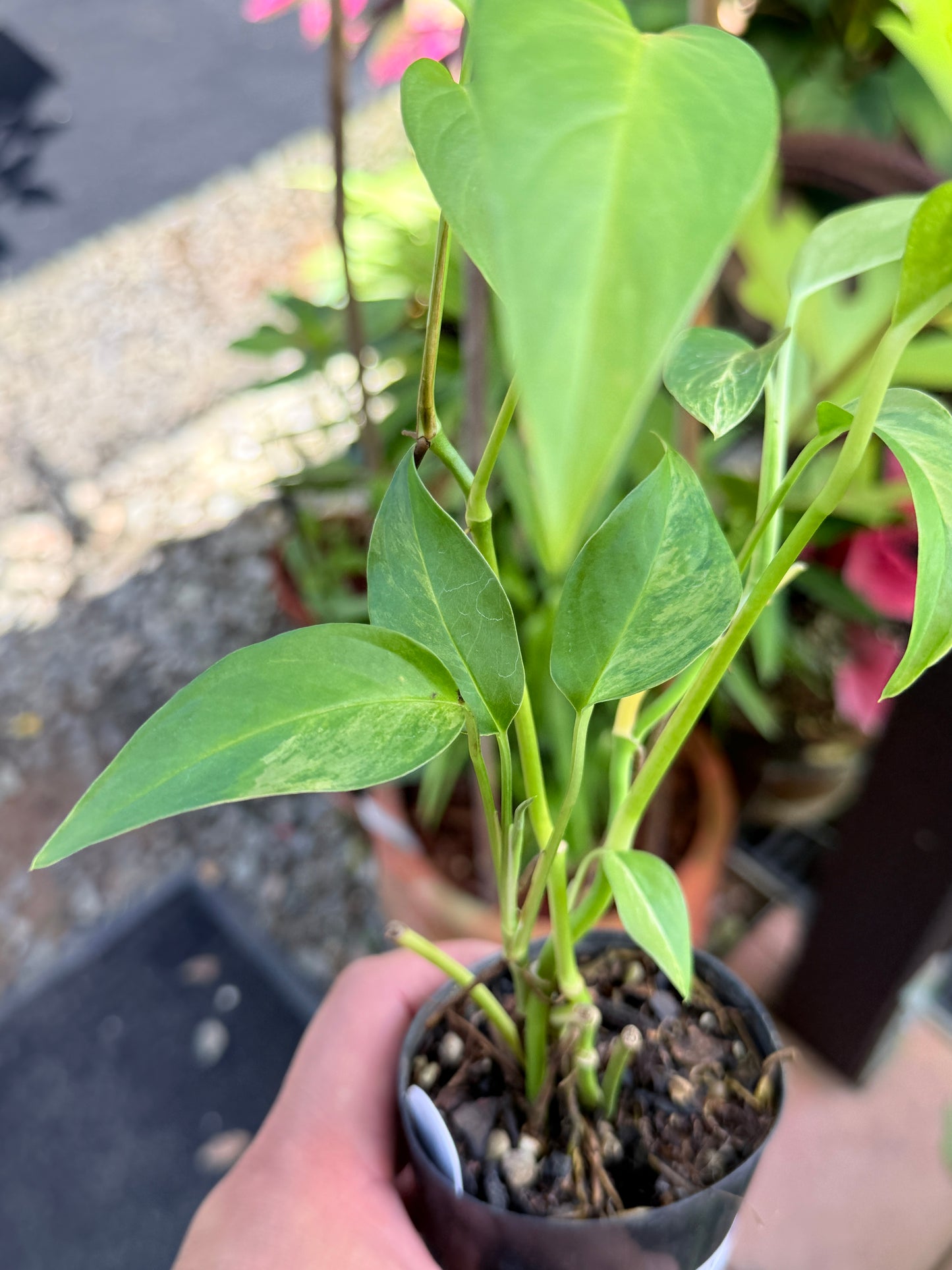 Monstera Laniata 'Smokey Variegated' M73