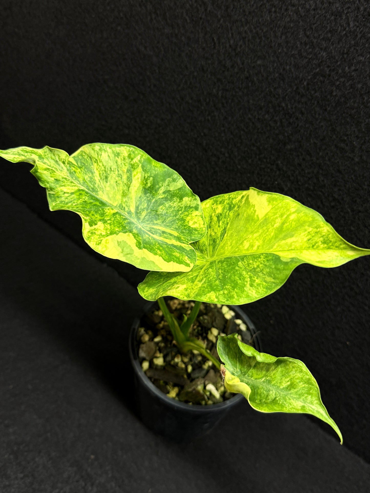 Alocasia Gageana Aurea F17