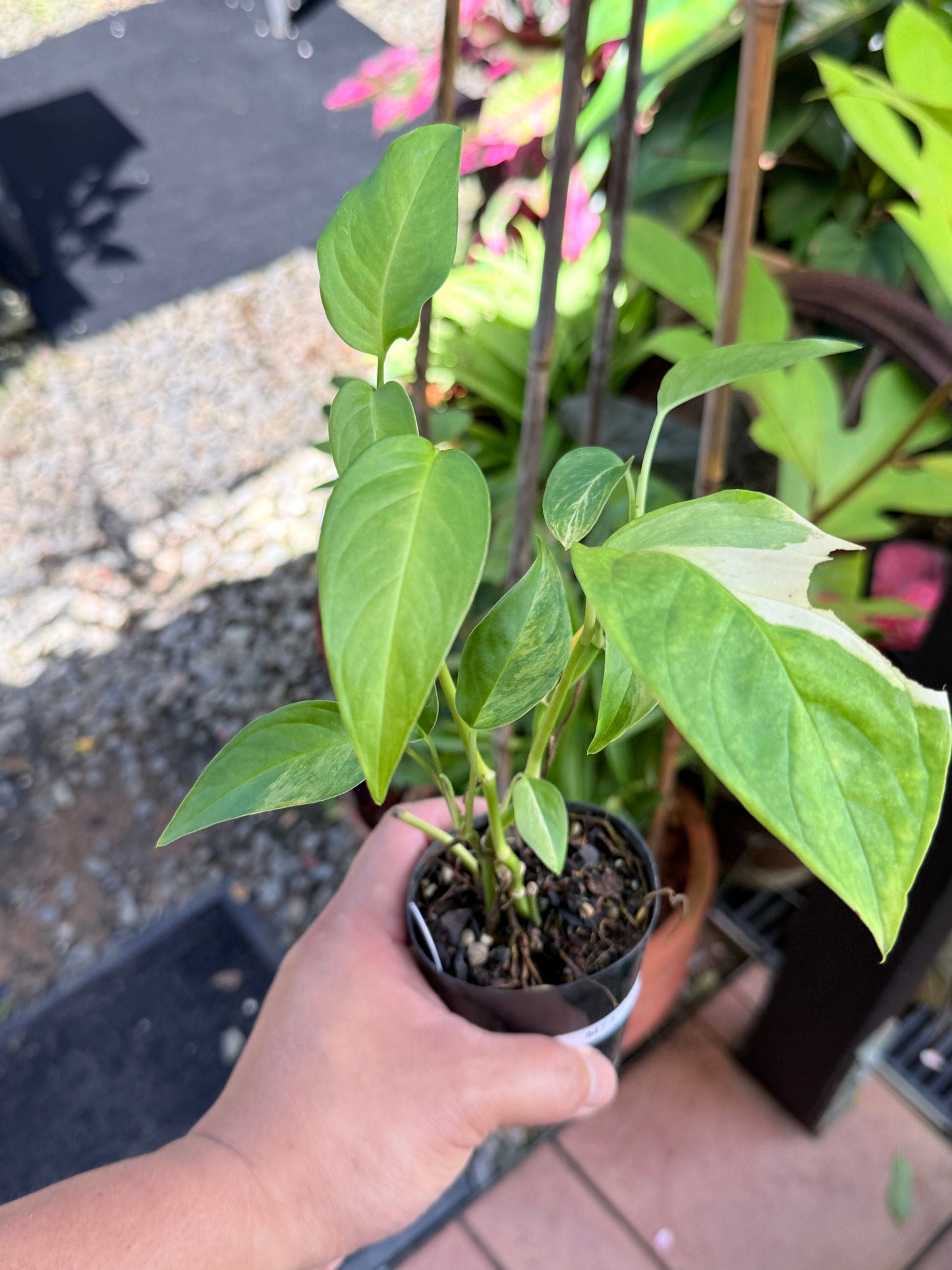 Monstera Laniata 'Smokey Variegated' M73
