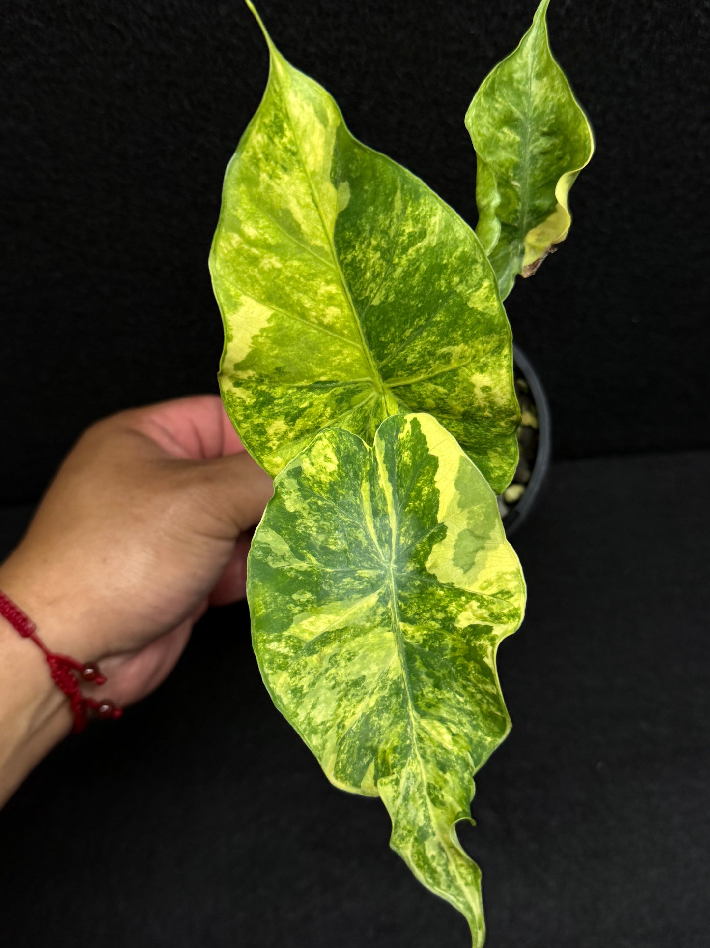 Alocasia Gageana Aurea F17