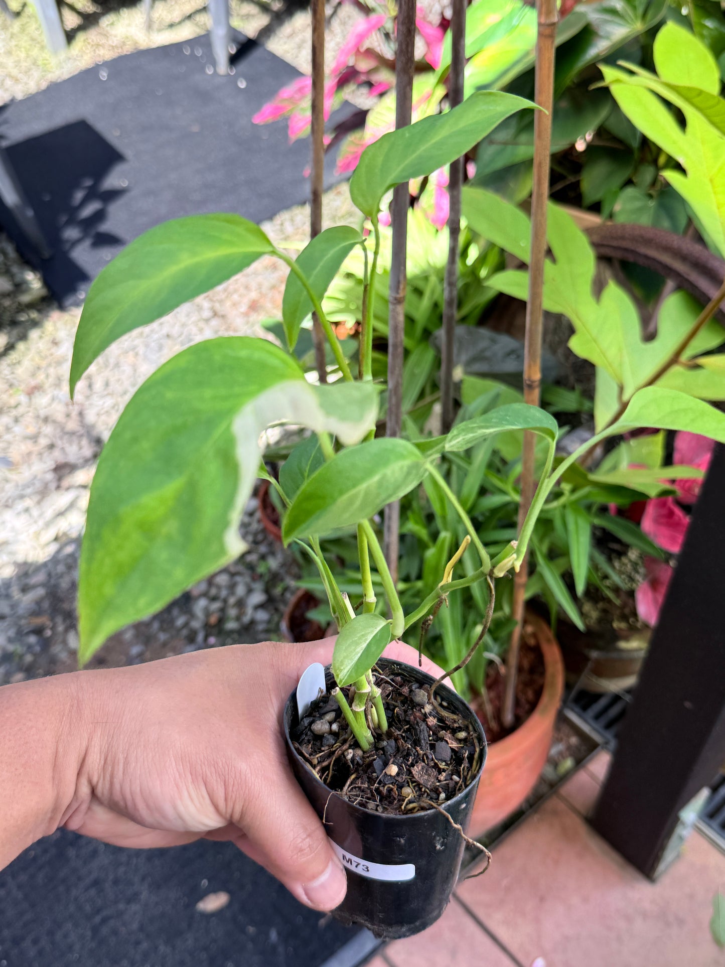Monstera Laniata 'Smokey Variegated' M73