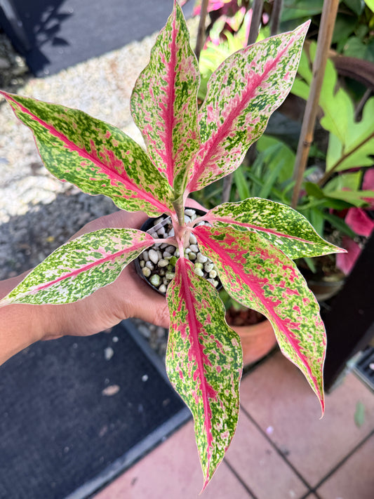 Aglaonema 'Night Sparkle' M59