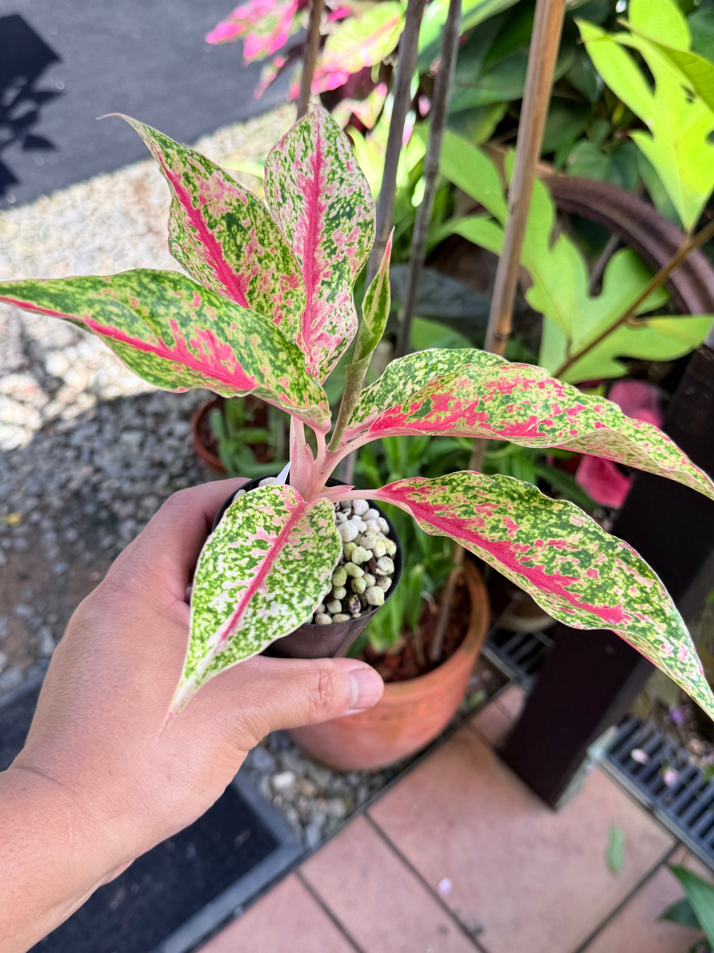 Aglaonema 'Night Sparkle' M59