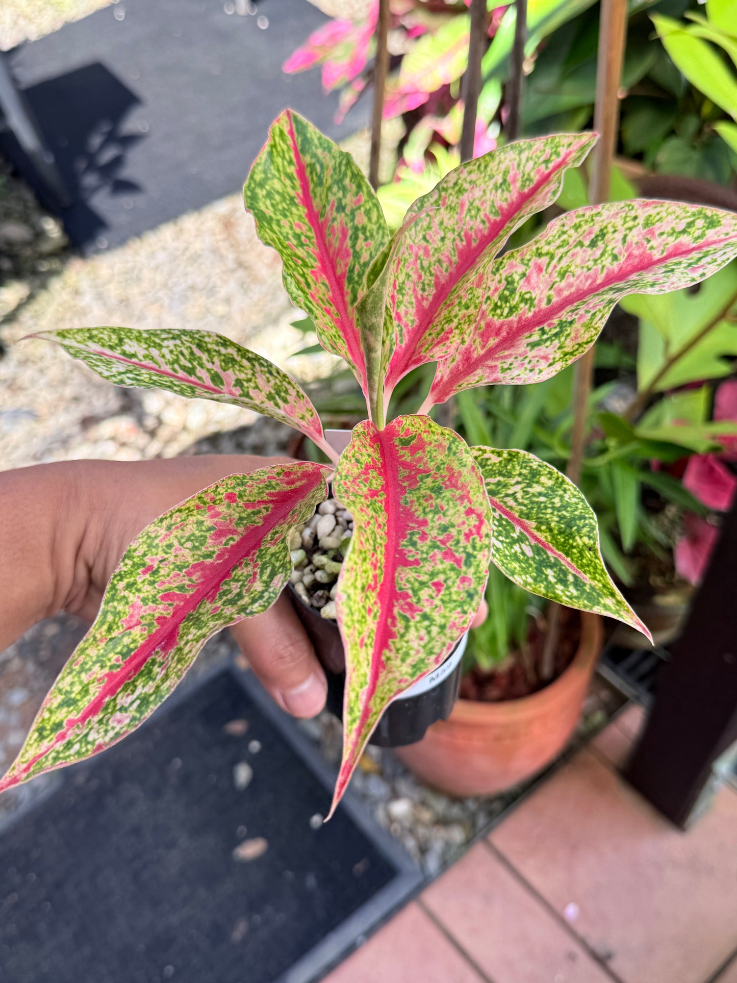 Aglaonema 'Night Sparkle' M59