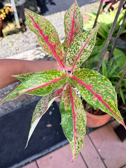 Aglaonema 'Night Sparkle' M60
