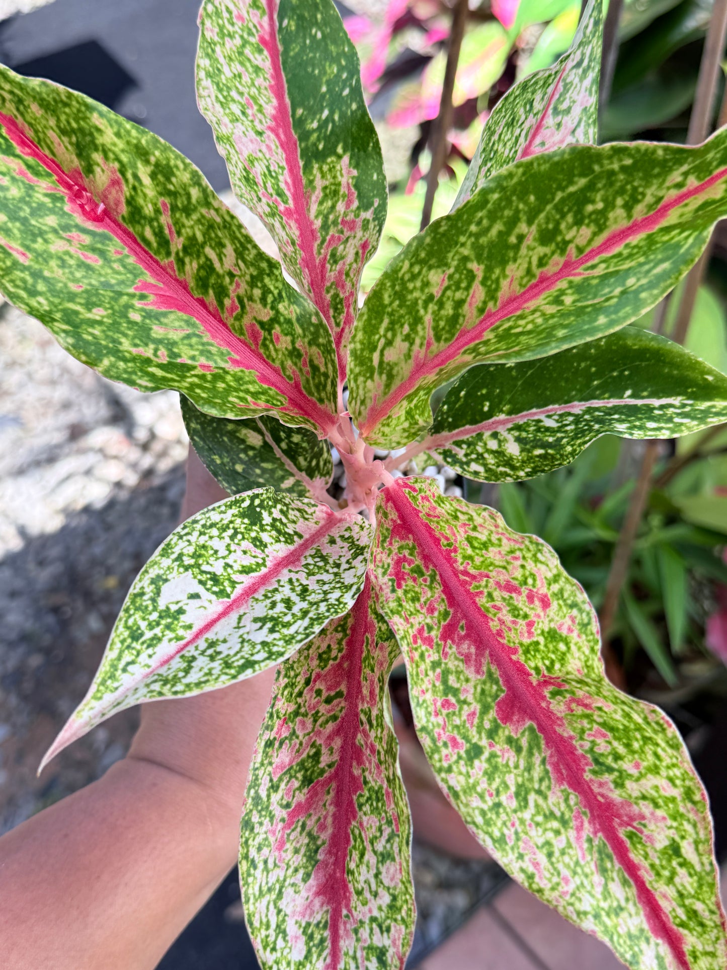 Aglaonema 'Night Sparkle' M60