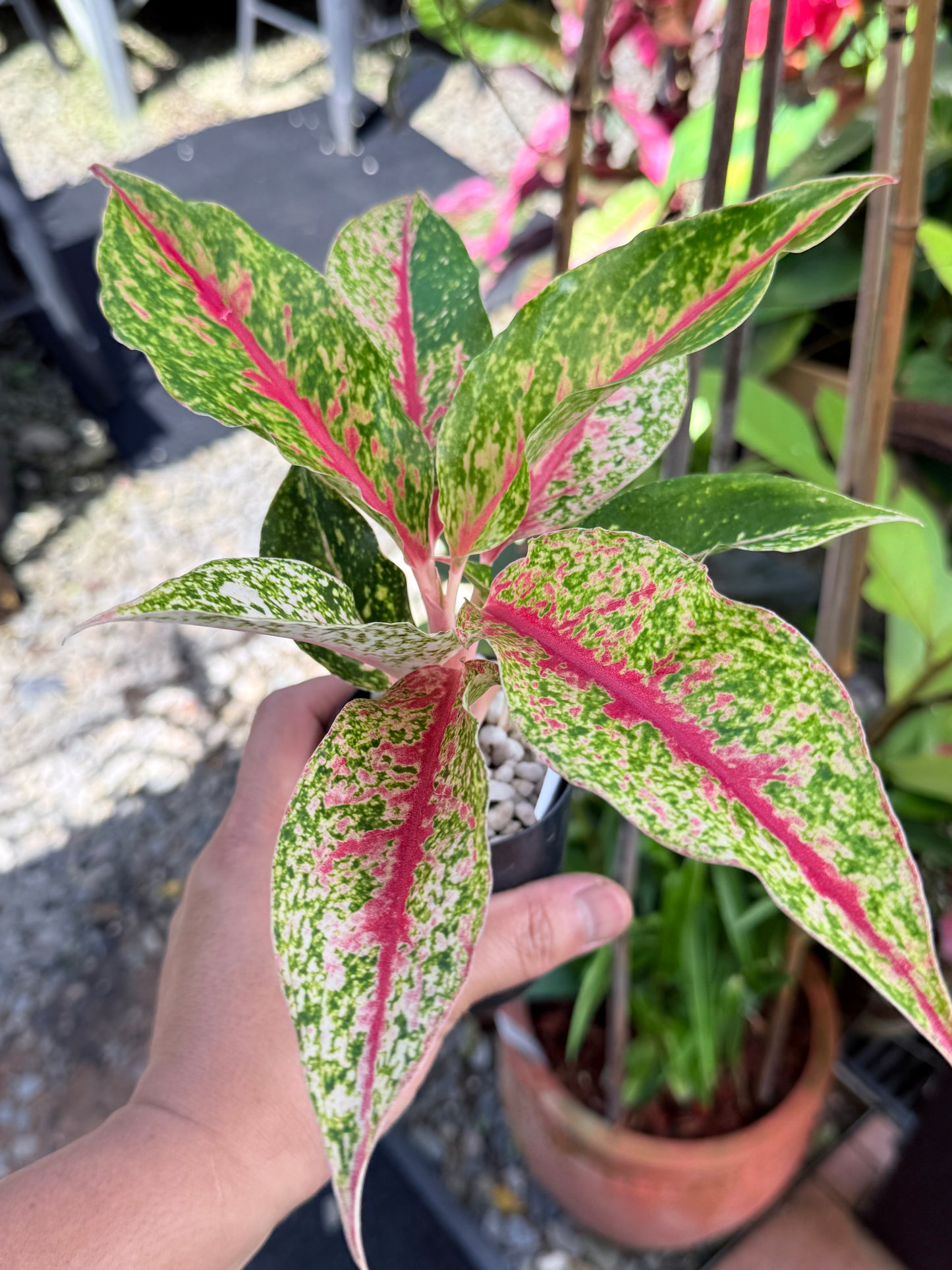 Aglaonema 'Night Sparkle' M60