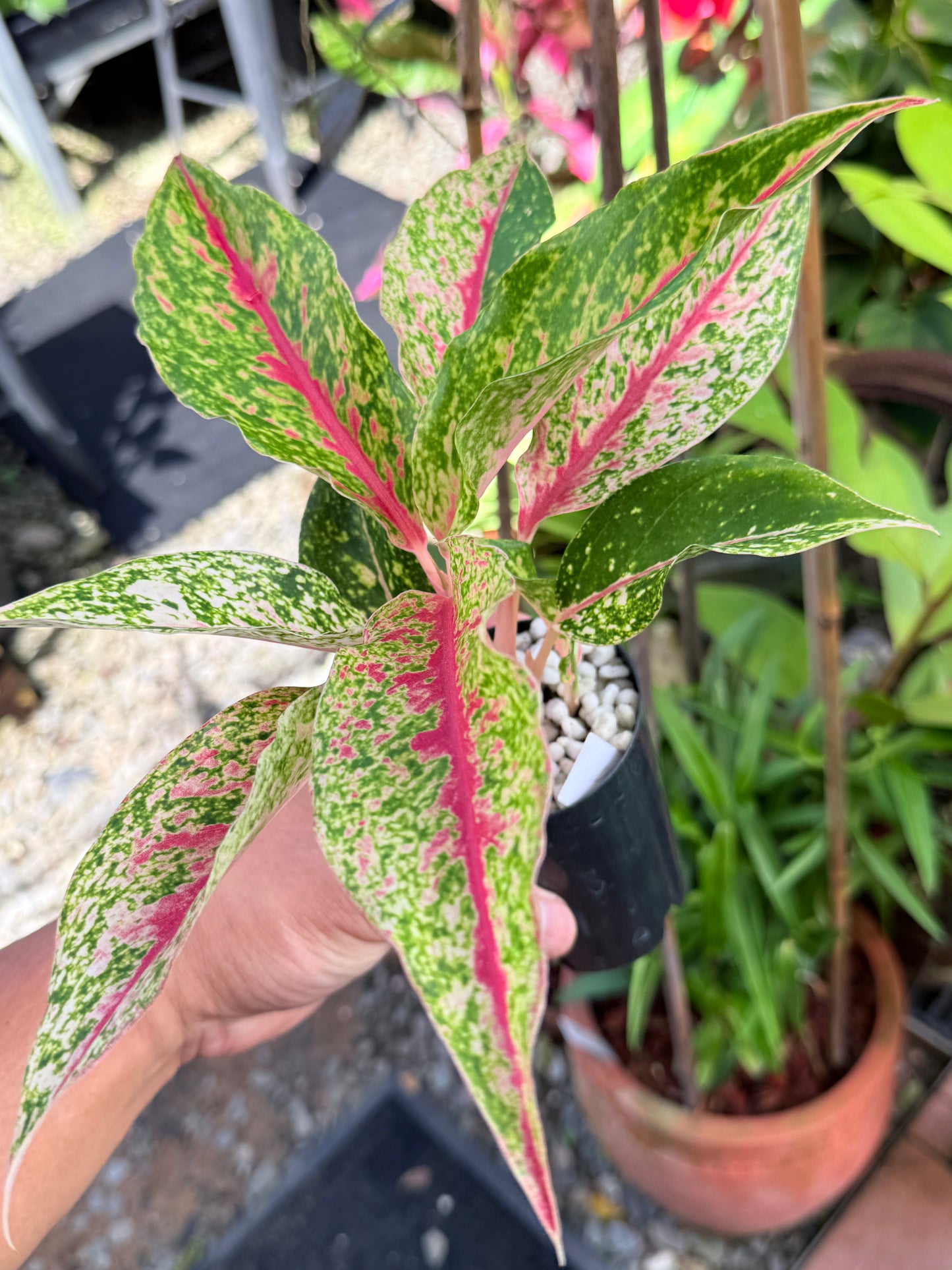 Aglaonema 'Night Sparkle' M60