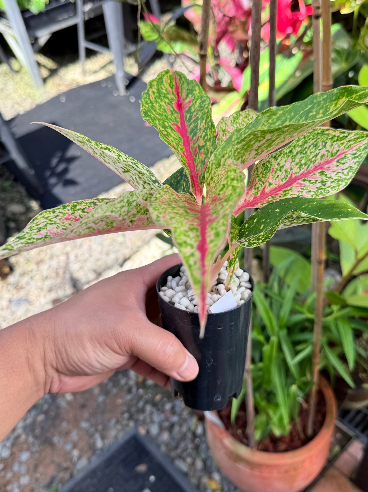Aglaonema 'Night Sparkle' M60