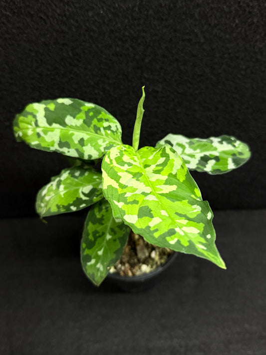 Aglaonema Pictum 'Tricolour' - NONTC F20