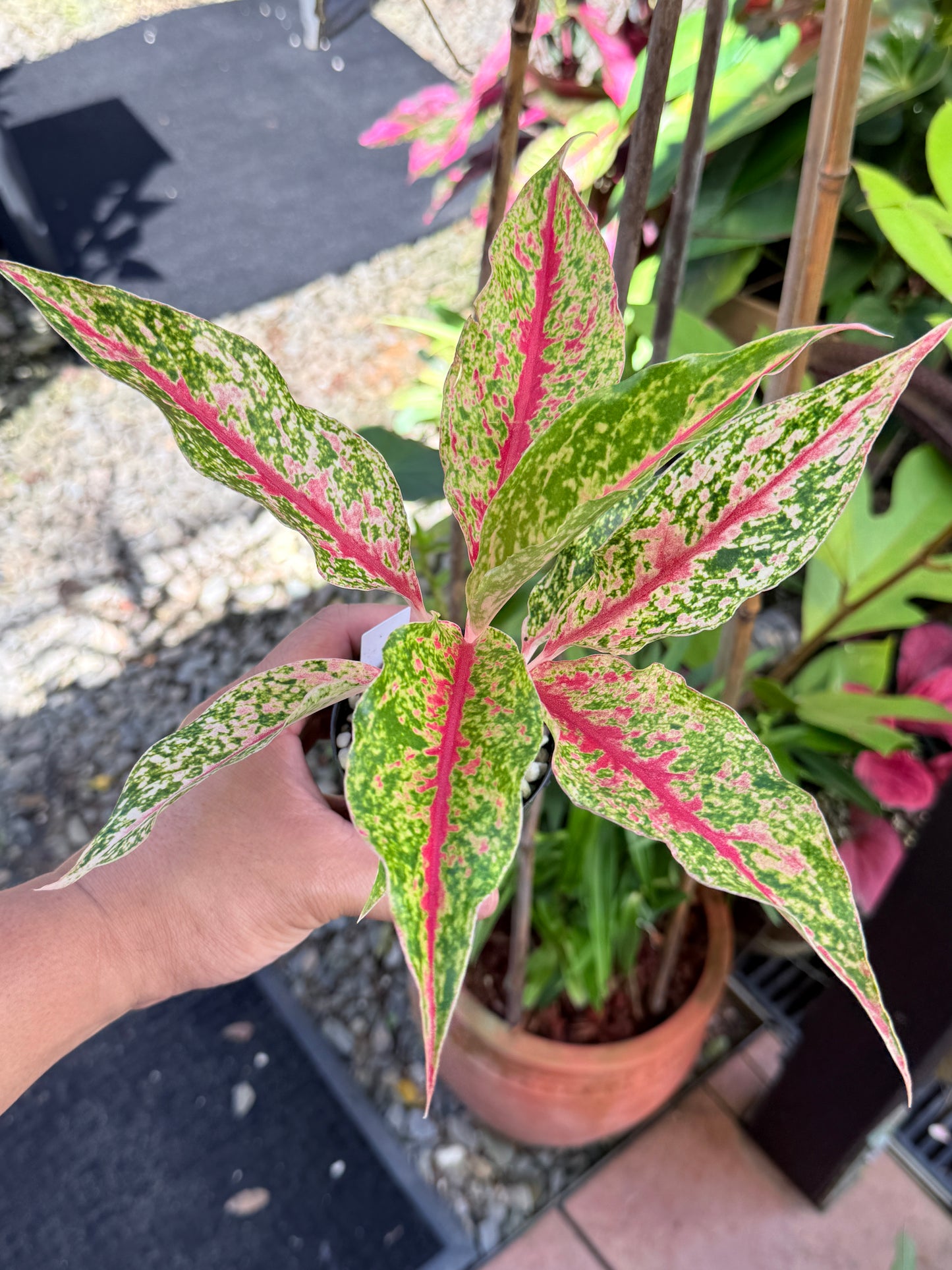 Aglaonema 'Night Sparkle' M61