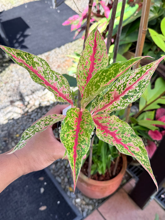 Aglaonema 'Night Sparkle' M61