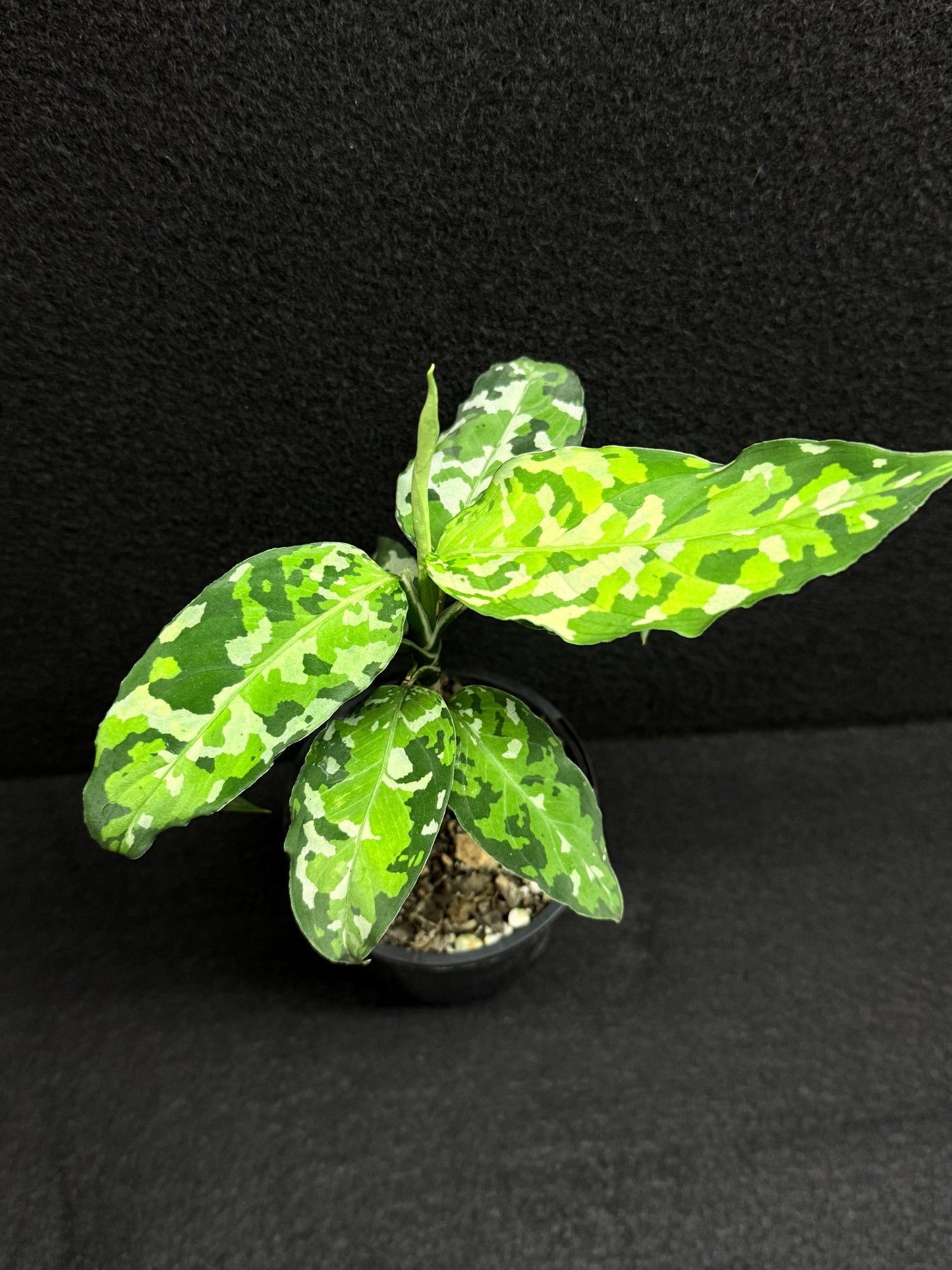 Aglaonema Pictum 'Tricolour' - NONTC F20