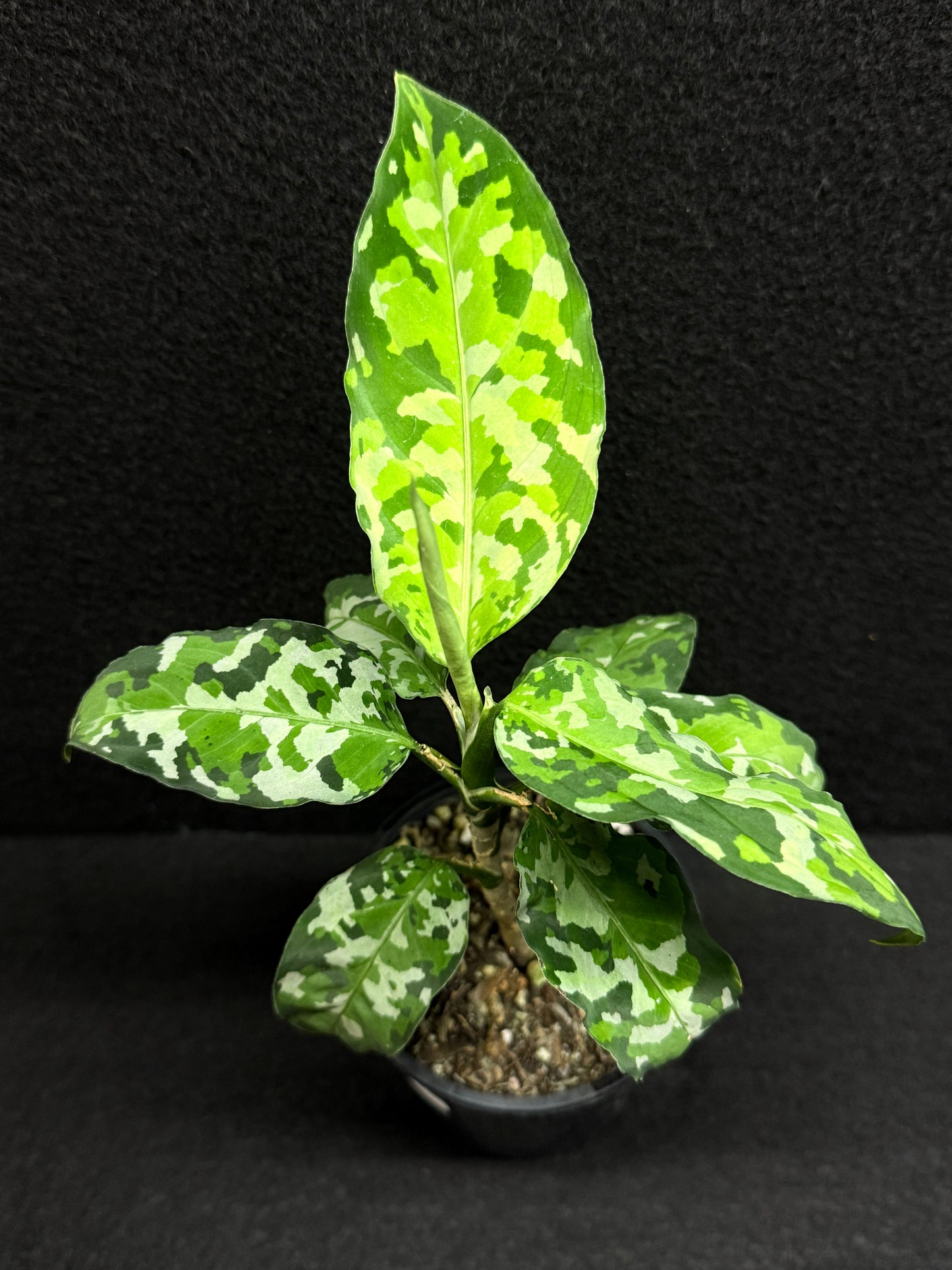 Aglaonema Pictum 'Tricolour' - NONTC F20