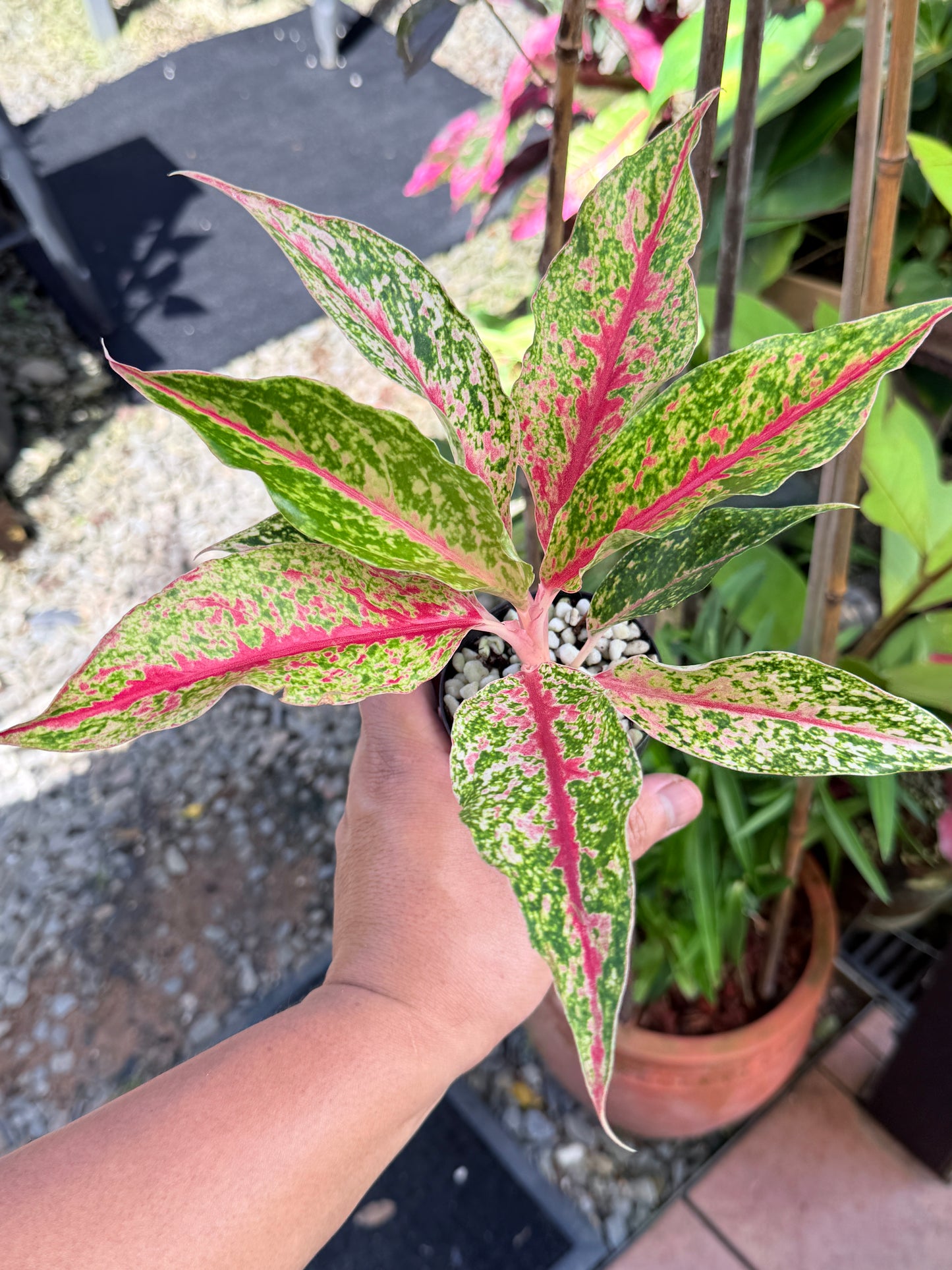 Aglaonema 'Night Sparkle' M61